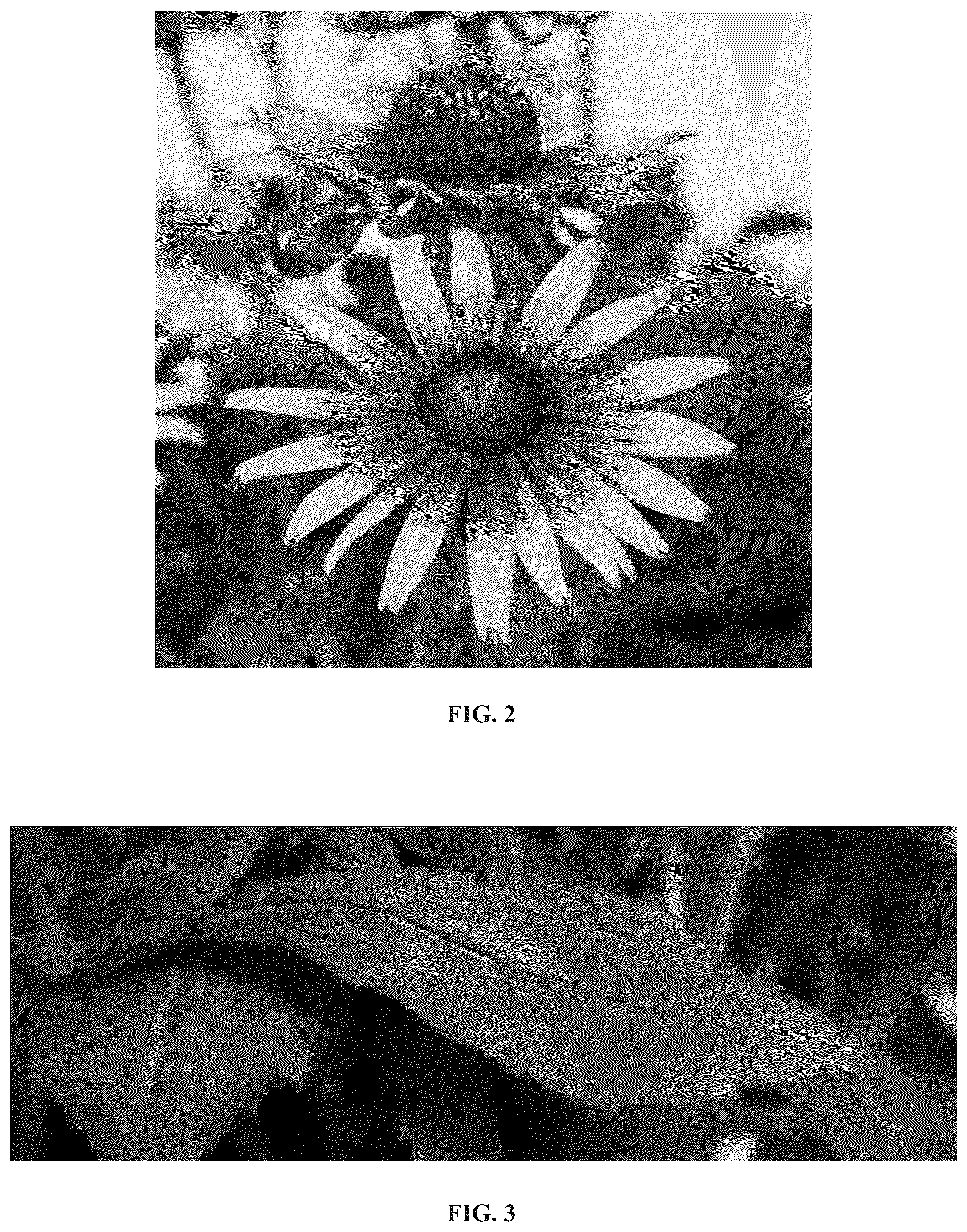 Patent USPP036816 Figure 2 – Rudbeckia plant named ‘RUDBSUN303’
