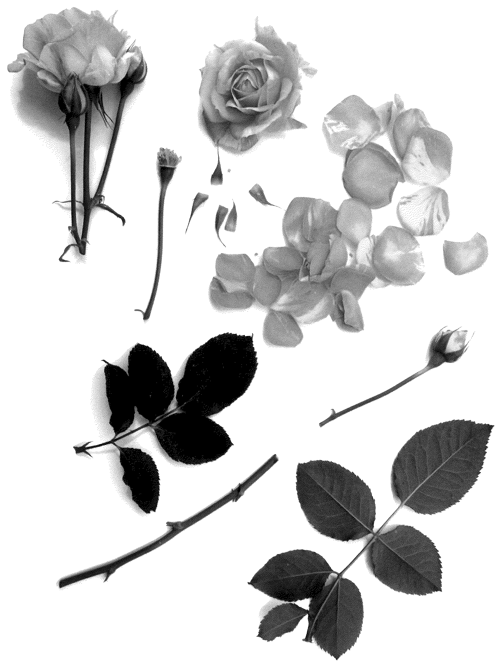 Patent USPP036817 Figure 1 – Miniature rose plant named ‘Poulpah121’