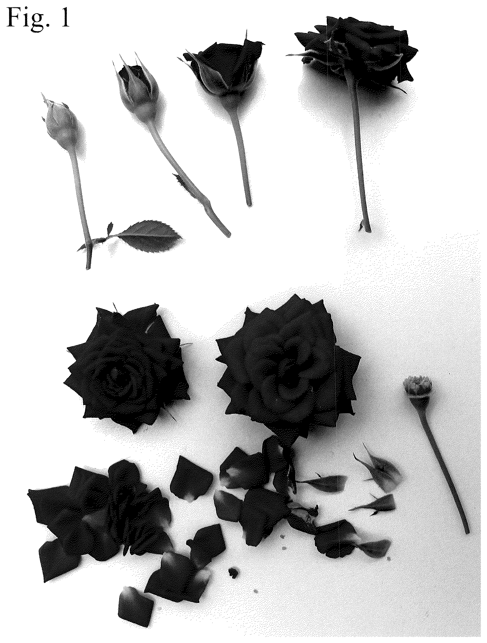 Patent USPP036818 Figure 1 – Rose plant named ‘Poulty048’