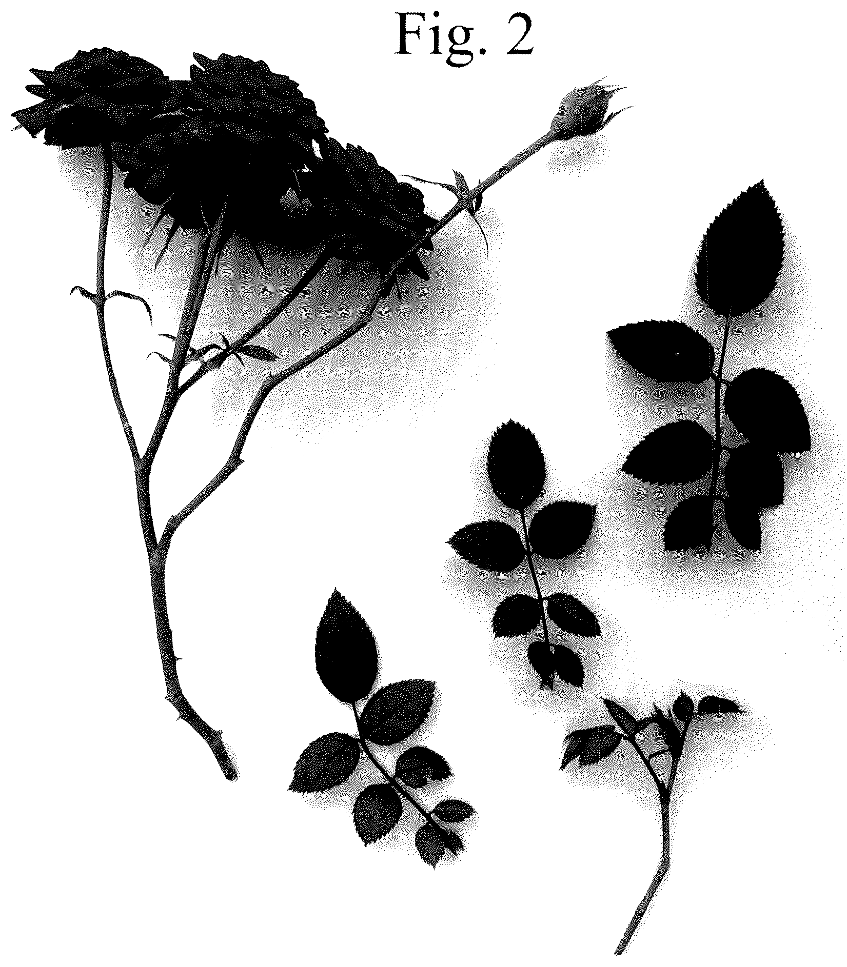 Patent USPP036818 Figure 2 – Rose plant named ‘Poulty048’