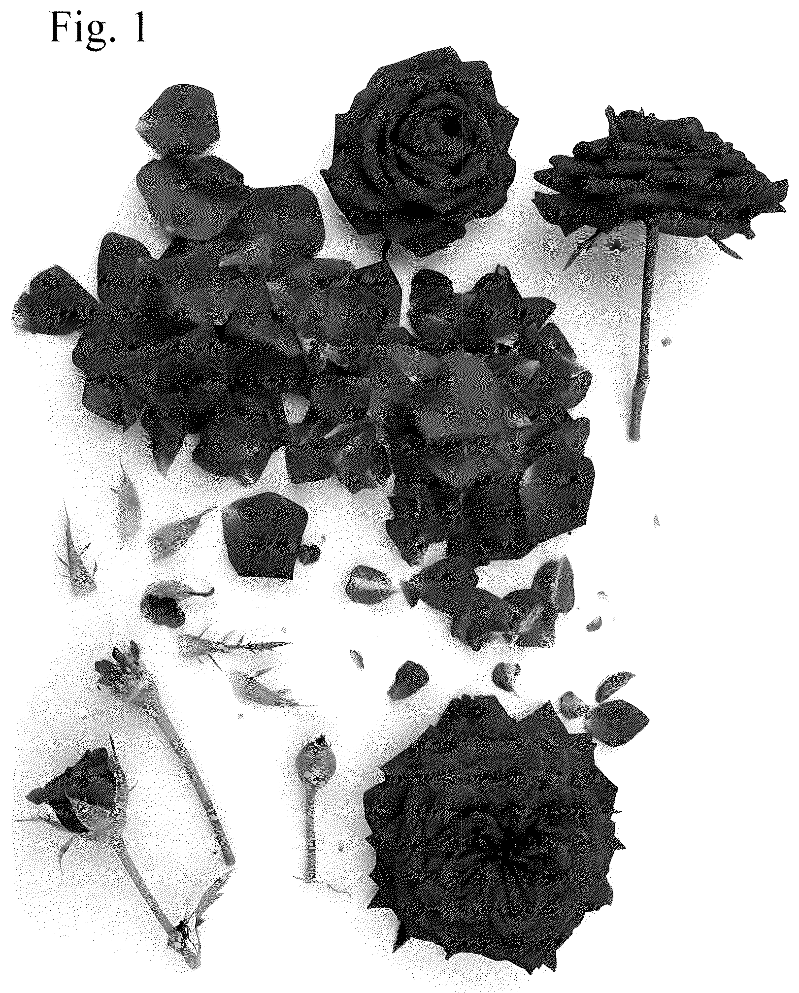 Patent USPP036819 Figure 1 – Rose plant named ‘Poulvic001’