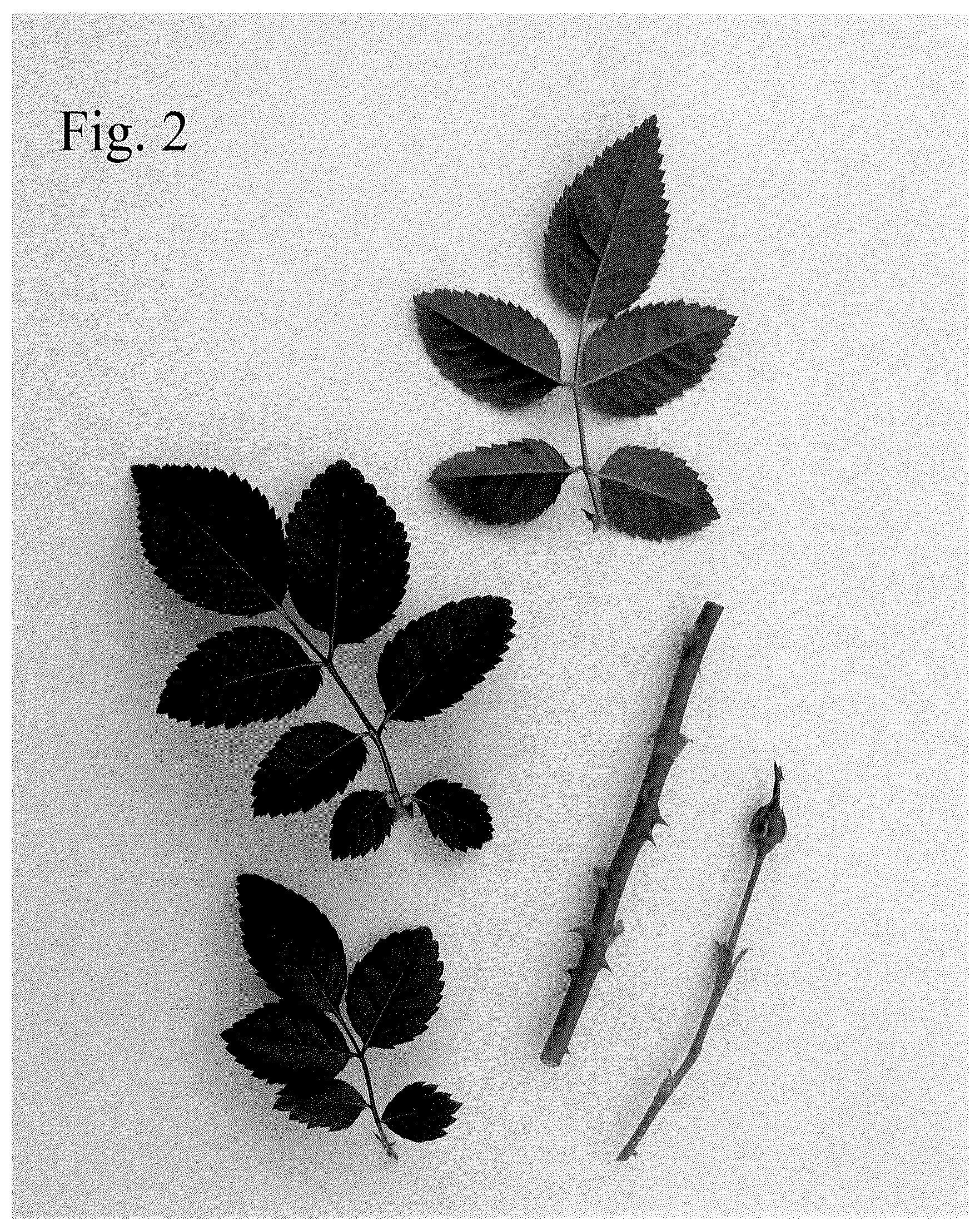 Patent USPP036819 Figure 2 – Rose plant named ‘Poulvic001’