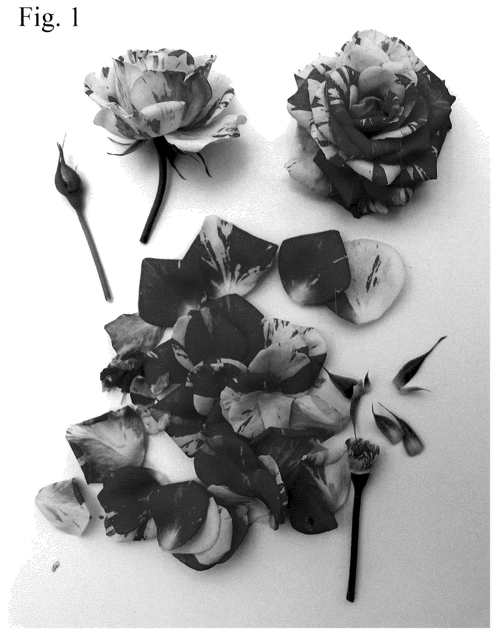 Patent USPP036820 Figure 1 – Rose plant named ‘Poulpah124’