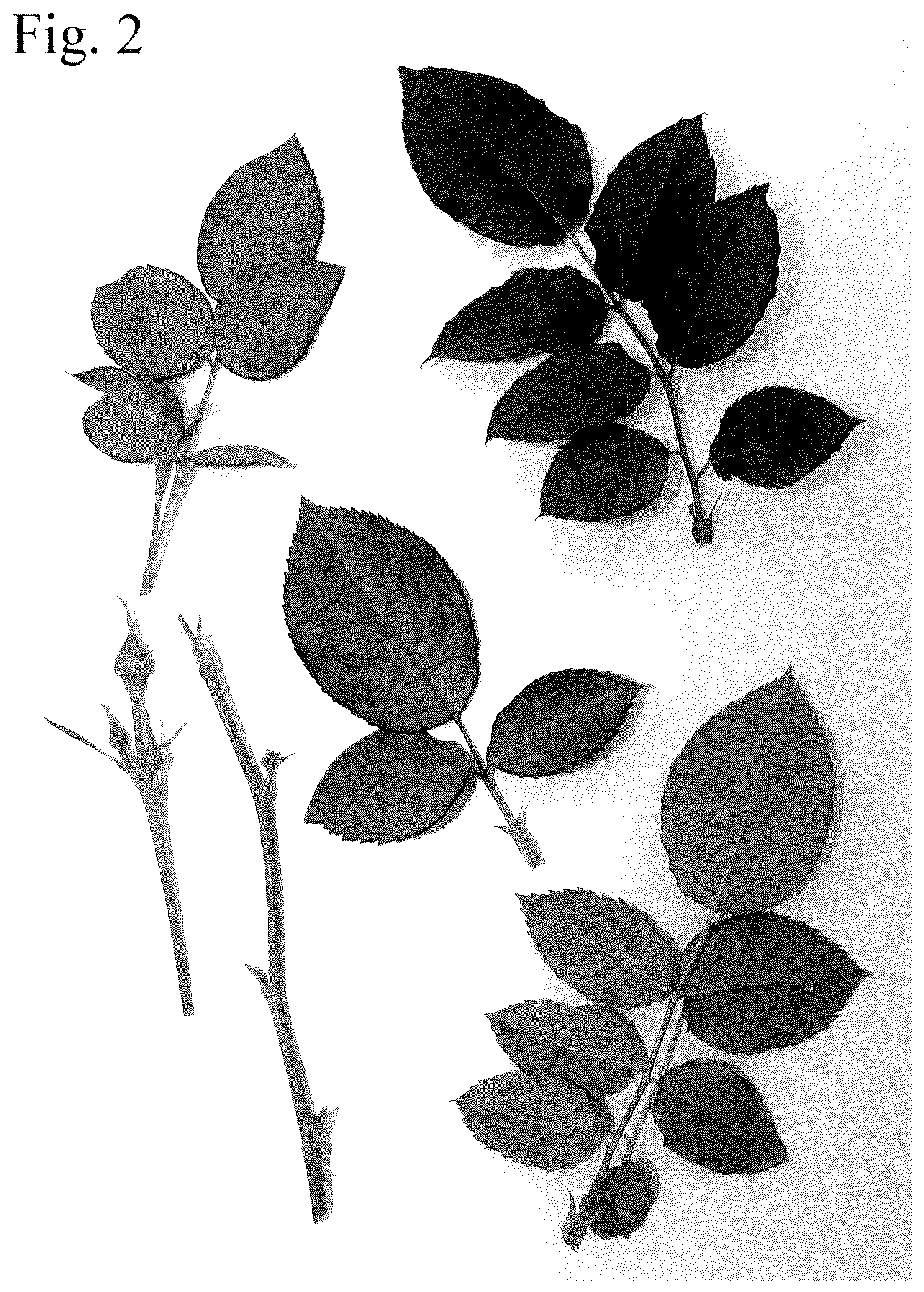 Patent USPP036820 Figure 2 – Rose plant named ‘Poulpah124’