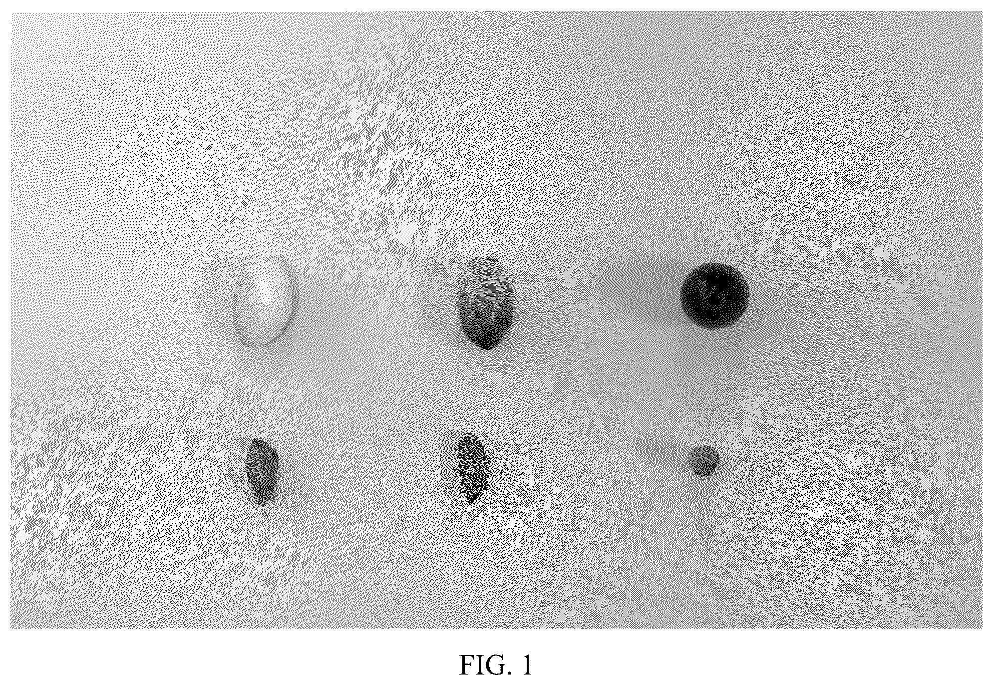 Patent USPP036821 — Olive tree named ‘I 79’ — Figure 1