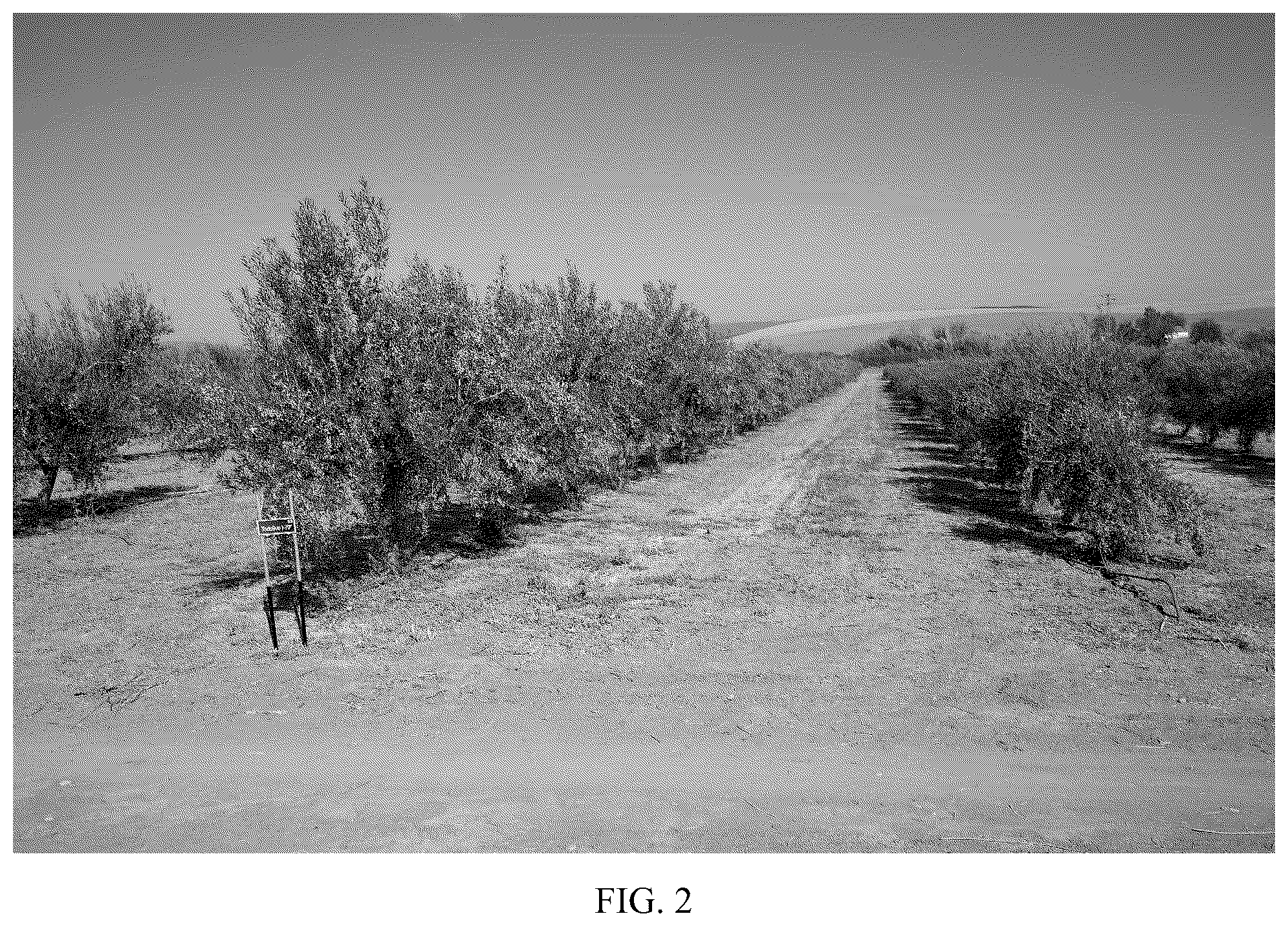 Patent USPP036821 Figure 2 – Olive tree named ‘I 79’