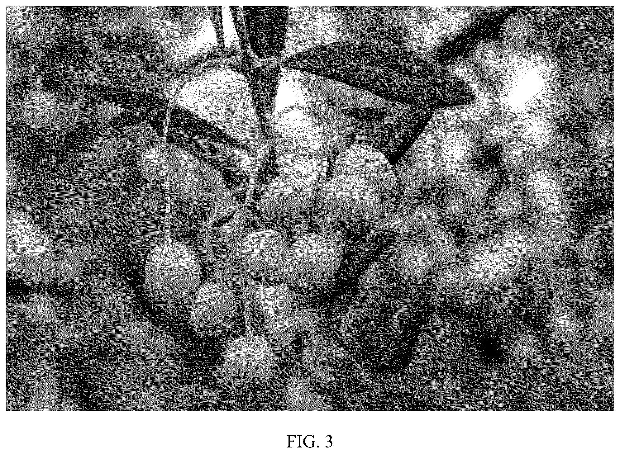 Patent USPP036821 Figure 3 – Olive tree named ‘I 79’