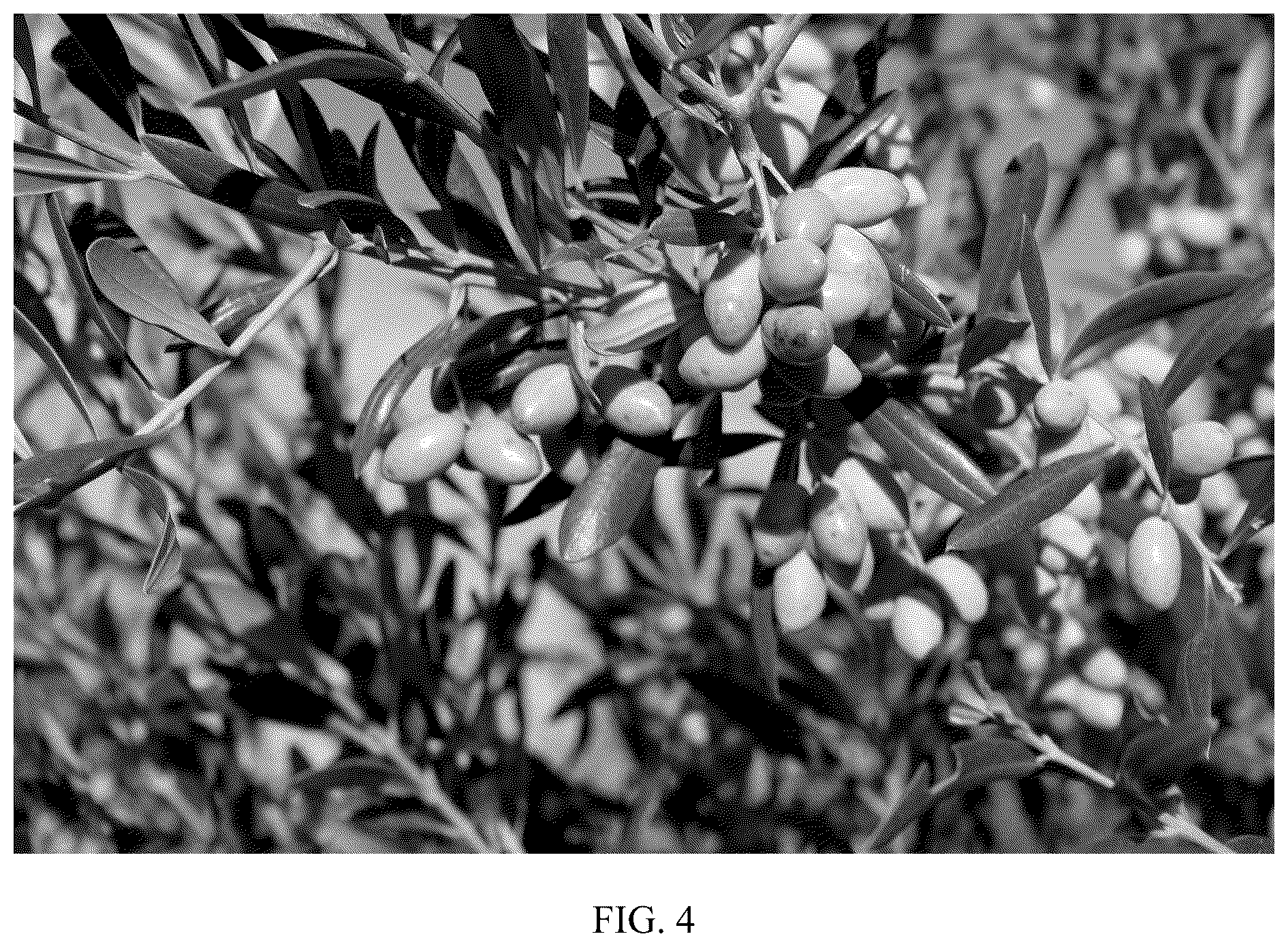 Patent USPP036821 Figure 4 – Olive tree named ‘I 79’