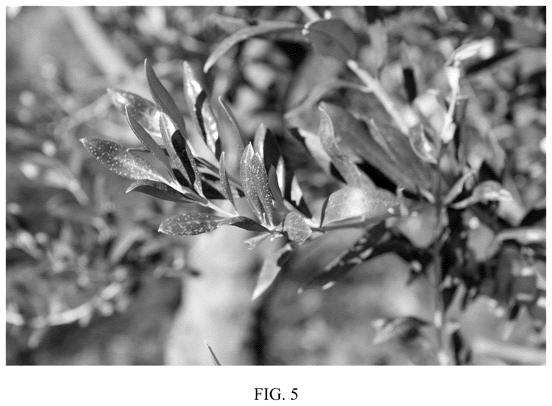 Patent USPP036821 Figure 5 – Olive tree named ‘I 79’