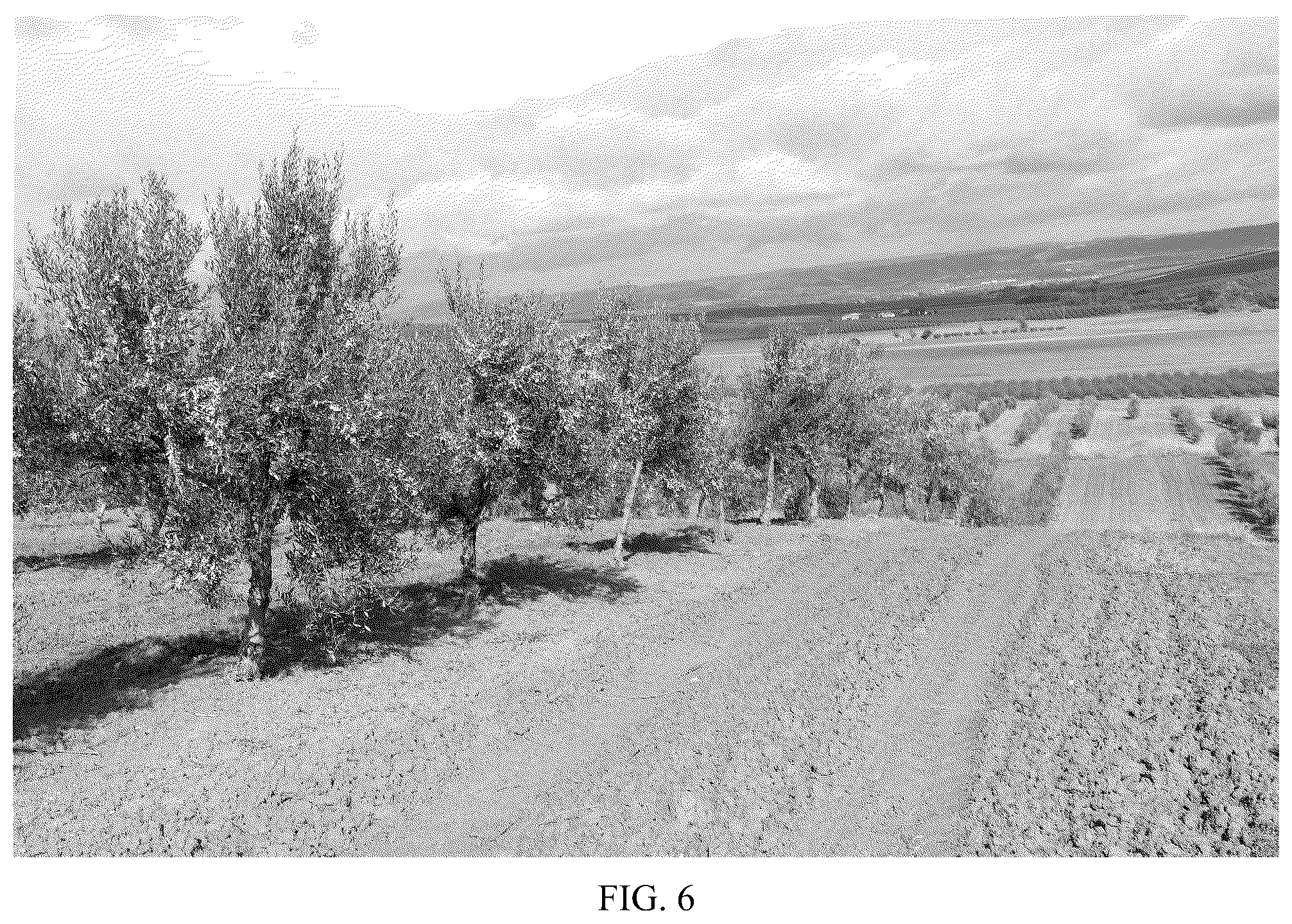 Patent USPP036821 Figure 6 – Olive tree named ‘I 79’