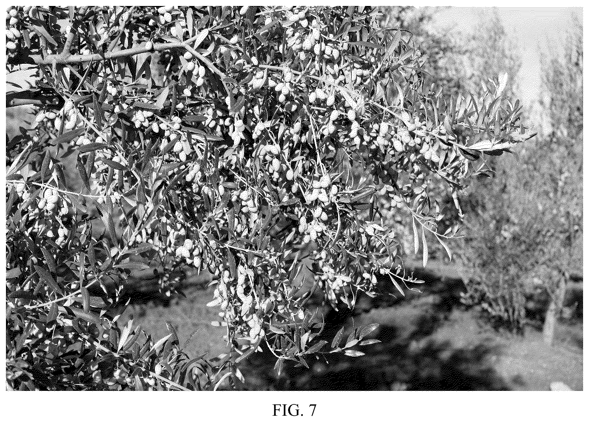Patent USPP036821 Figure 7 – Olive tree named ‘I 79’