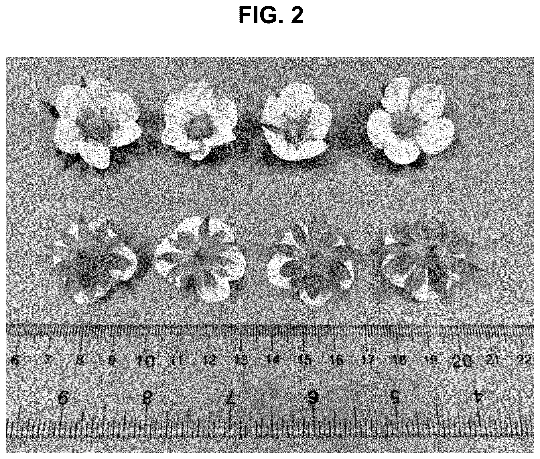 Patent USPP036822 Figure 2 – Strawberry plant named ‘BG-15.490.061’