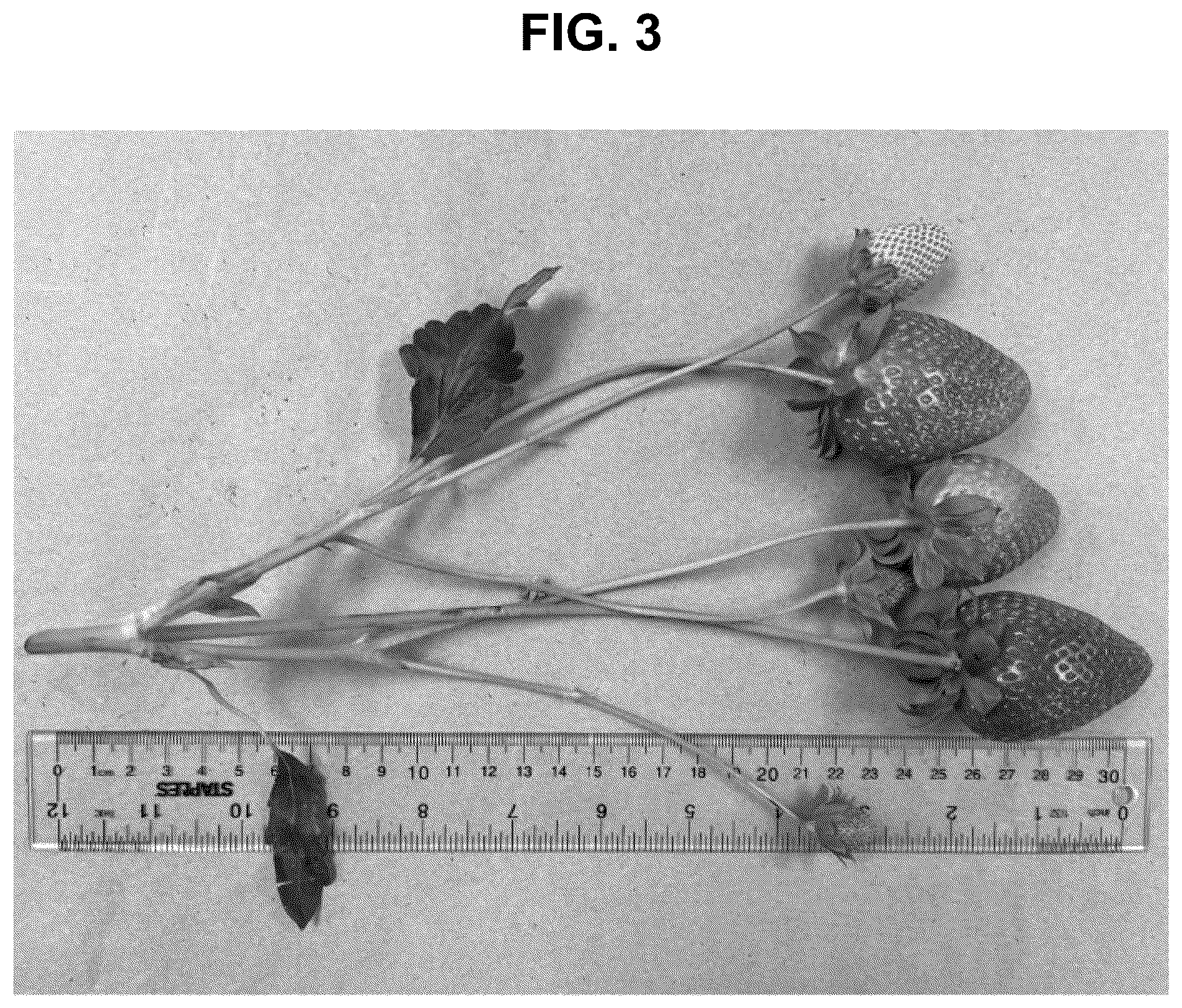 Patent USPP036822 Figure 3 – Strawberry plant named ‘BG-15.490.061’