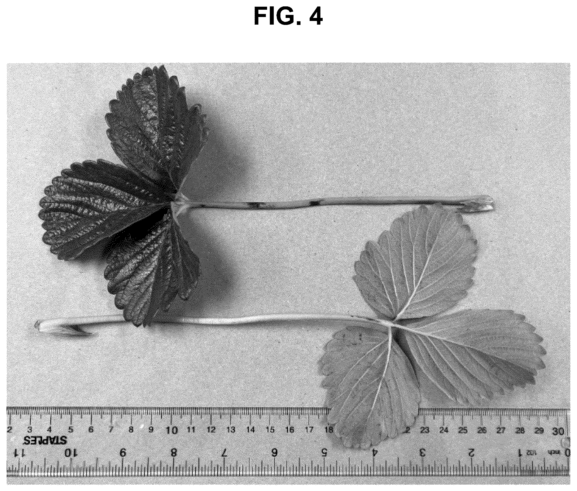 Patent USPP036822 Figure 4 – Strawberry plant named ‘BG-15.490.061’