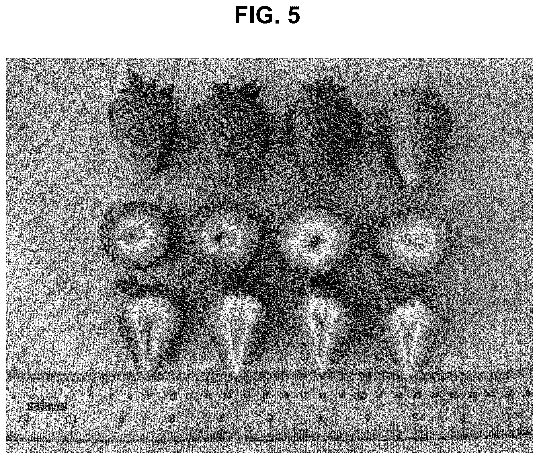 Patent USPP036822 Figure 5 – Strawberry plant named ‘BG-15.490.061’