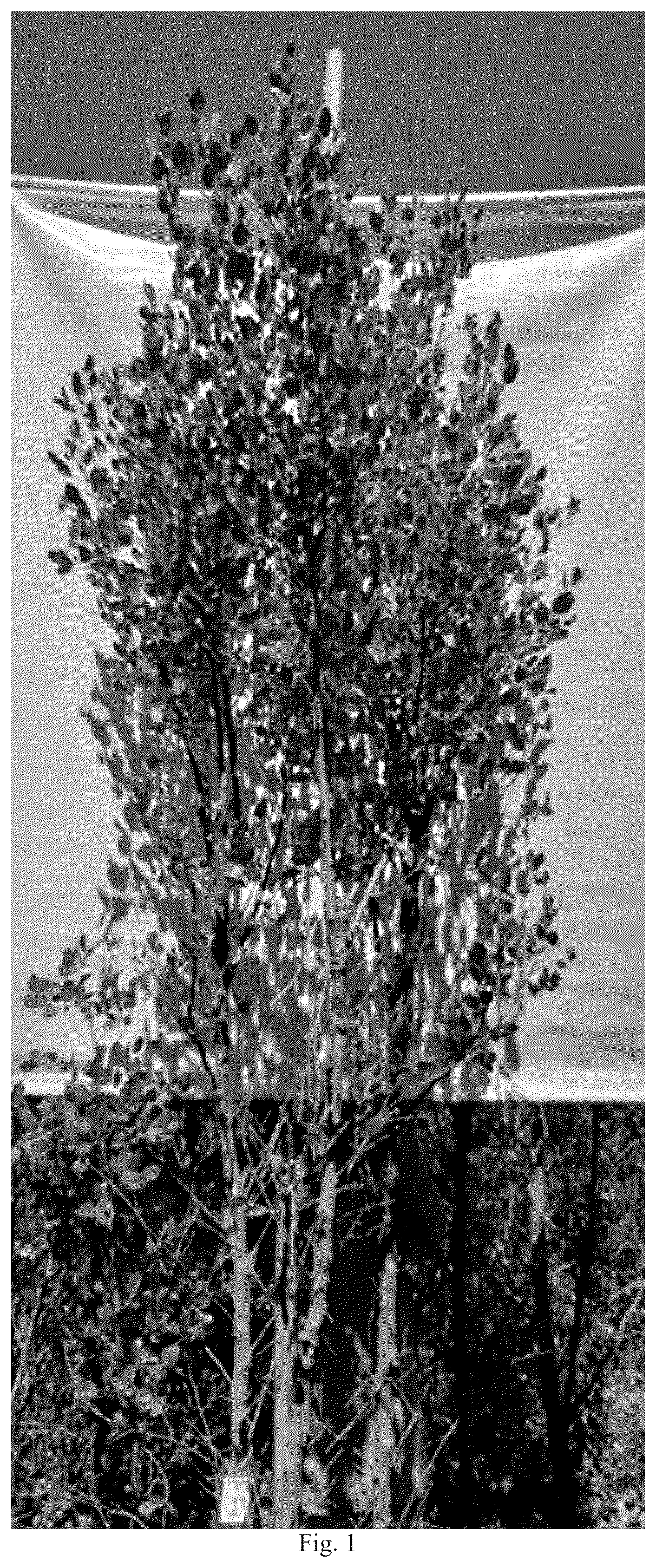 Patent USPP036823 — Quillaja saponaria plant named ‘DK-QSCB1348’ — Figure 1