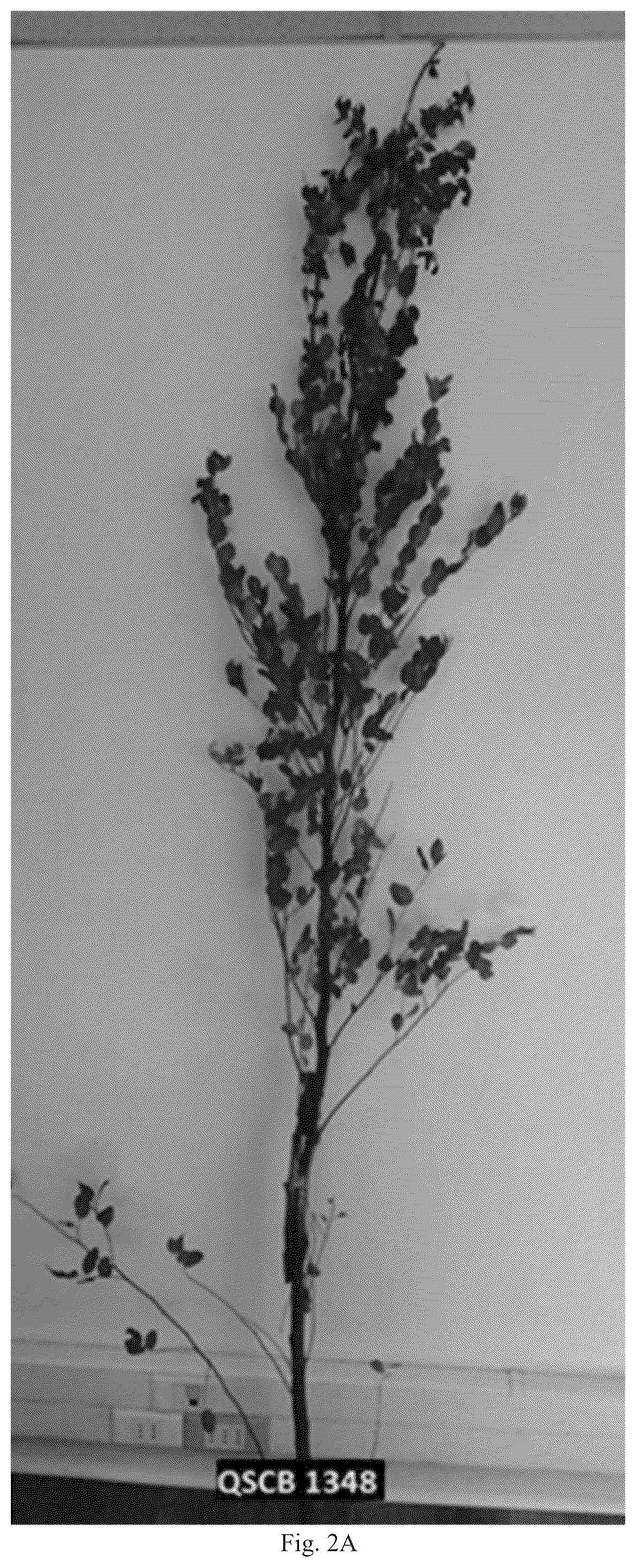 Patent USPP036823 Figure 2 – Quillaja saponaria plant named ‘DK-QSCB1348’