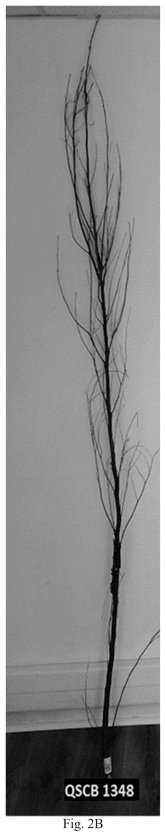Patent USPP036823 Figure 3 – Quillaja saponaria plant named ‘DK-QSCB1348’