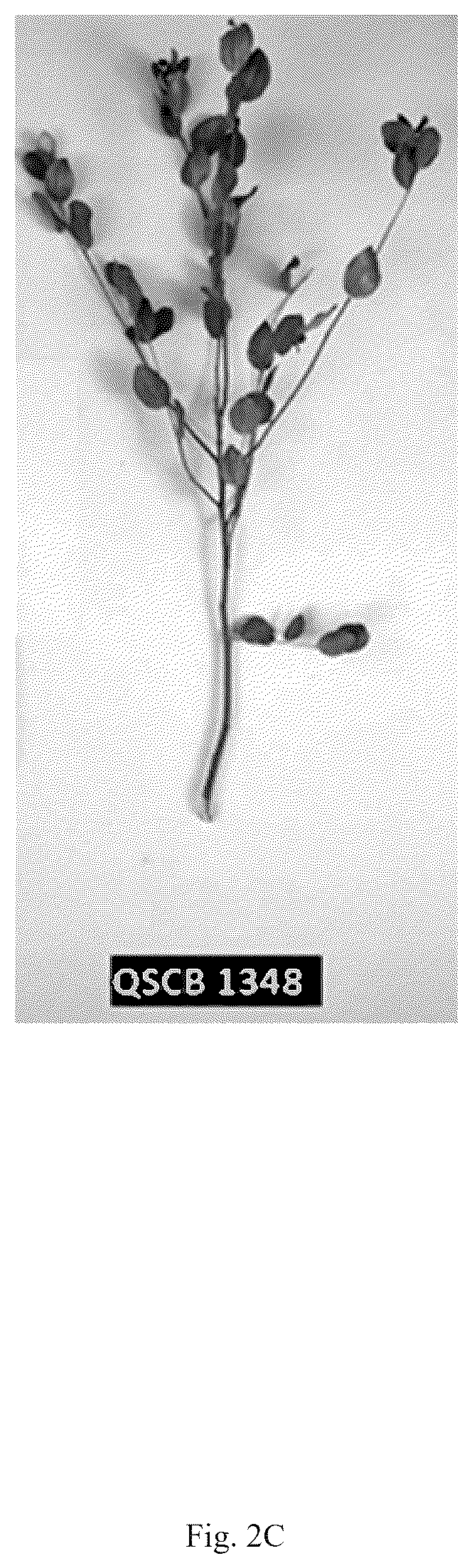 Patent USPP036823 Figure 4 – Quillaja saponaria plant named ‘DK-QSCB1348’