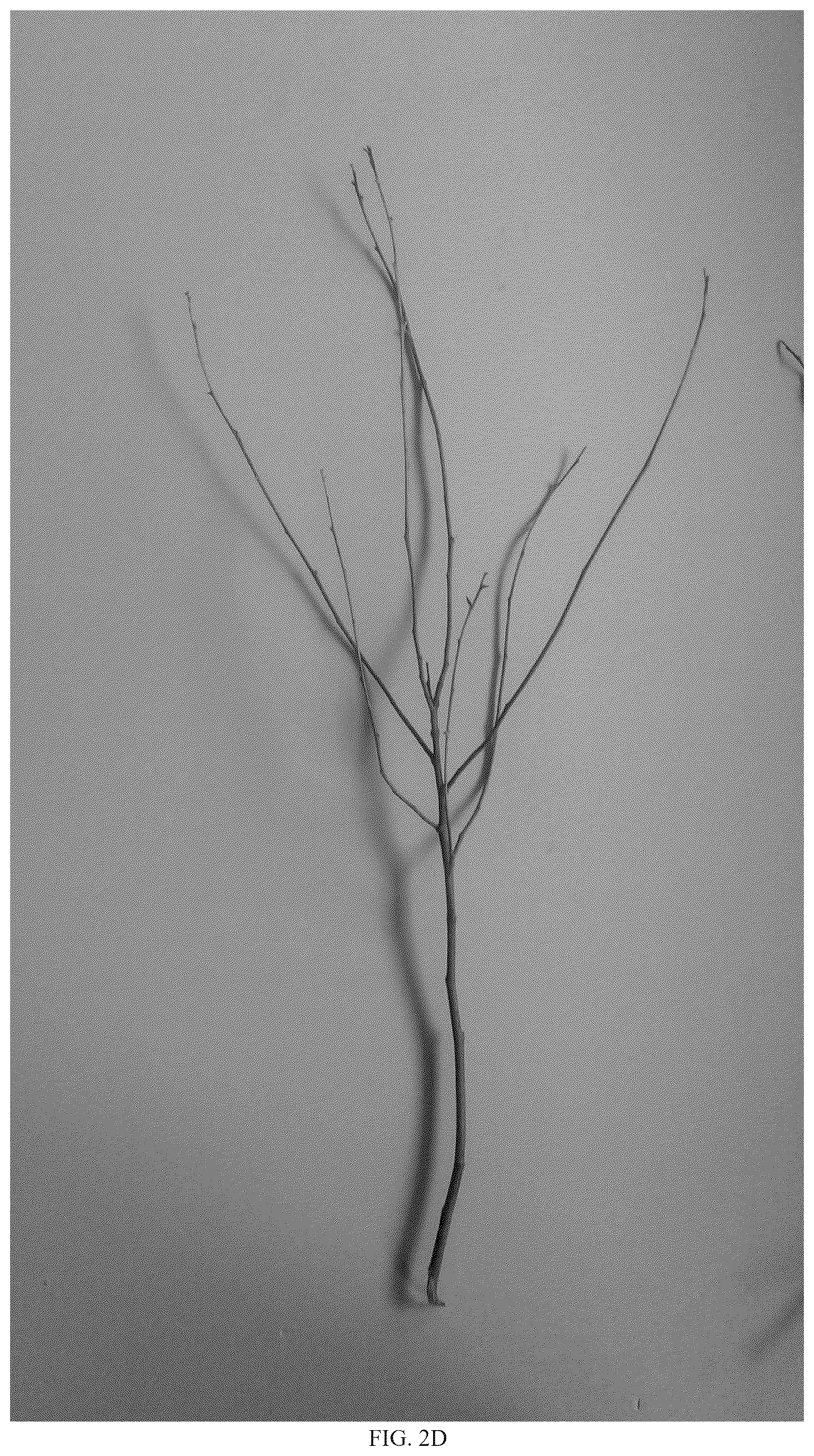 Patent USPP036823 Figure 5 – Quillaja saponaria plant named ‘DK-QSCB1348’