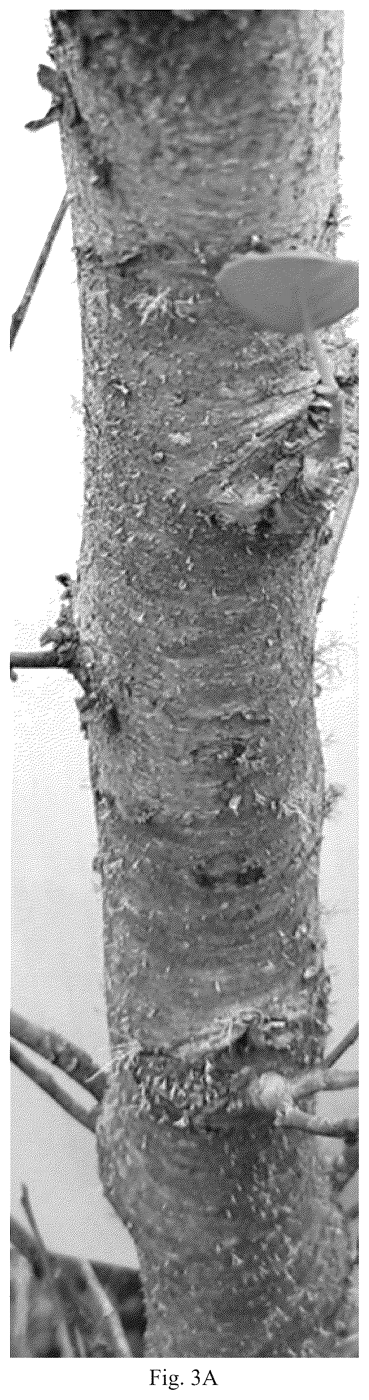 Patent USPP036823 Figure 6 – Quillaja saponaria plant named ‘DK-QSCB1348’