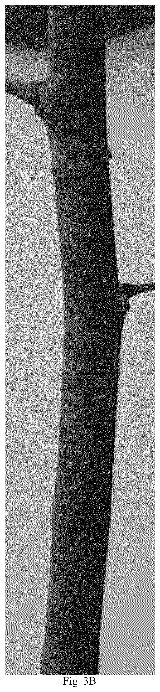 Patent USPP036823 Figure 7 – Quillaja saponaria plant named ‘DK-QSCB1348’