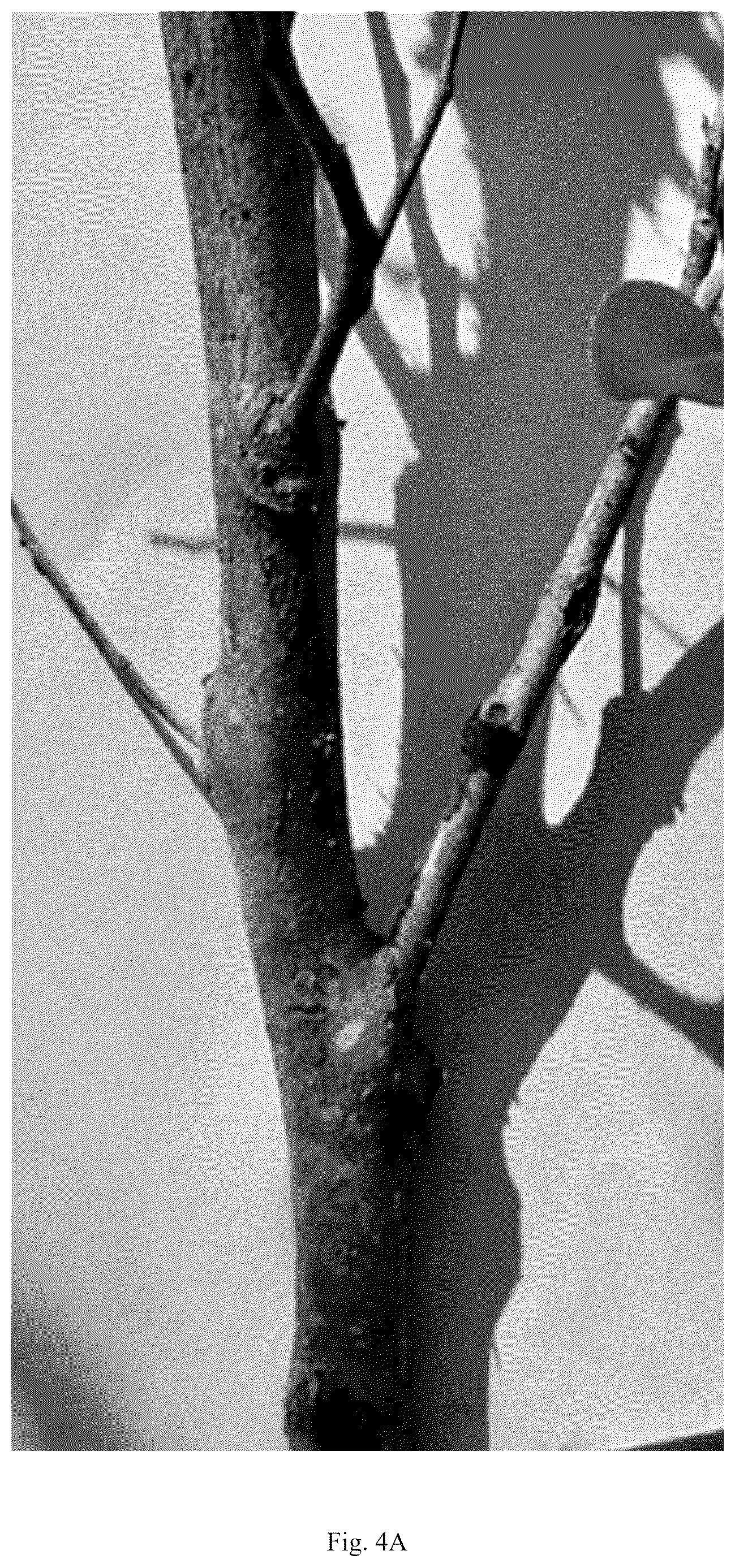 Patent USPP036823 Figure 8 – Quillaja saponaria plant named ‘DK-QSCB1348’