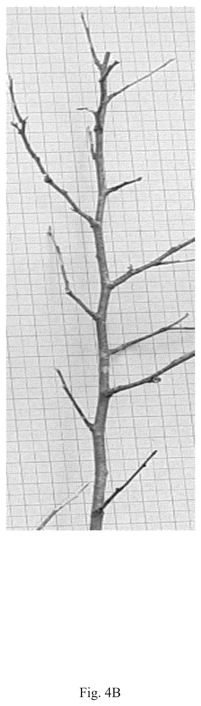 Patent USPP036823 Figure 9 – Quillaja saponaria plant named ‘DK-QSCB1348’