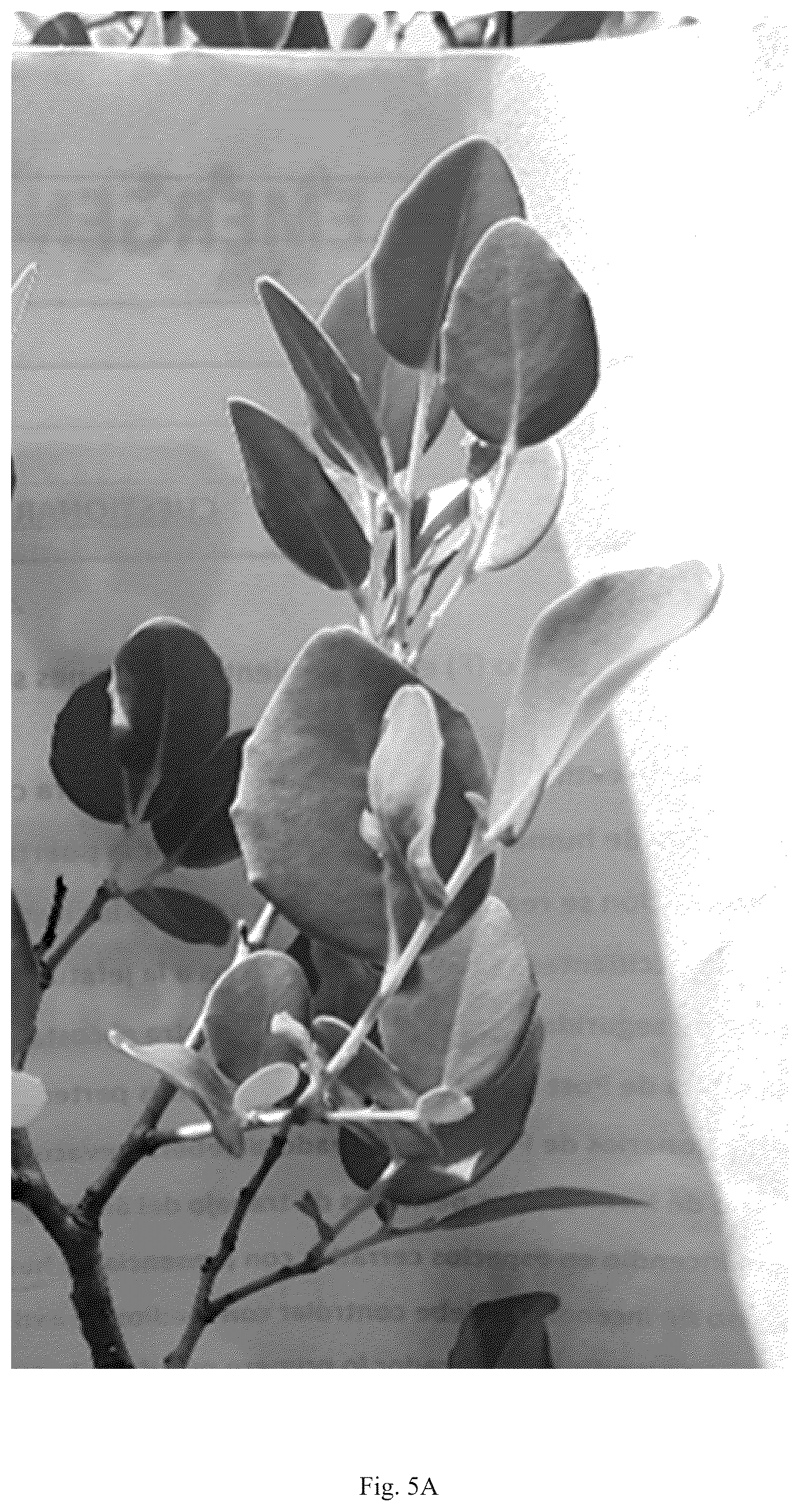 Patent USPP036823 Figure 10 – Quillaja saponaria plant named ‘DK-QSCB1348’