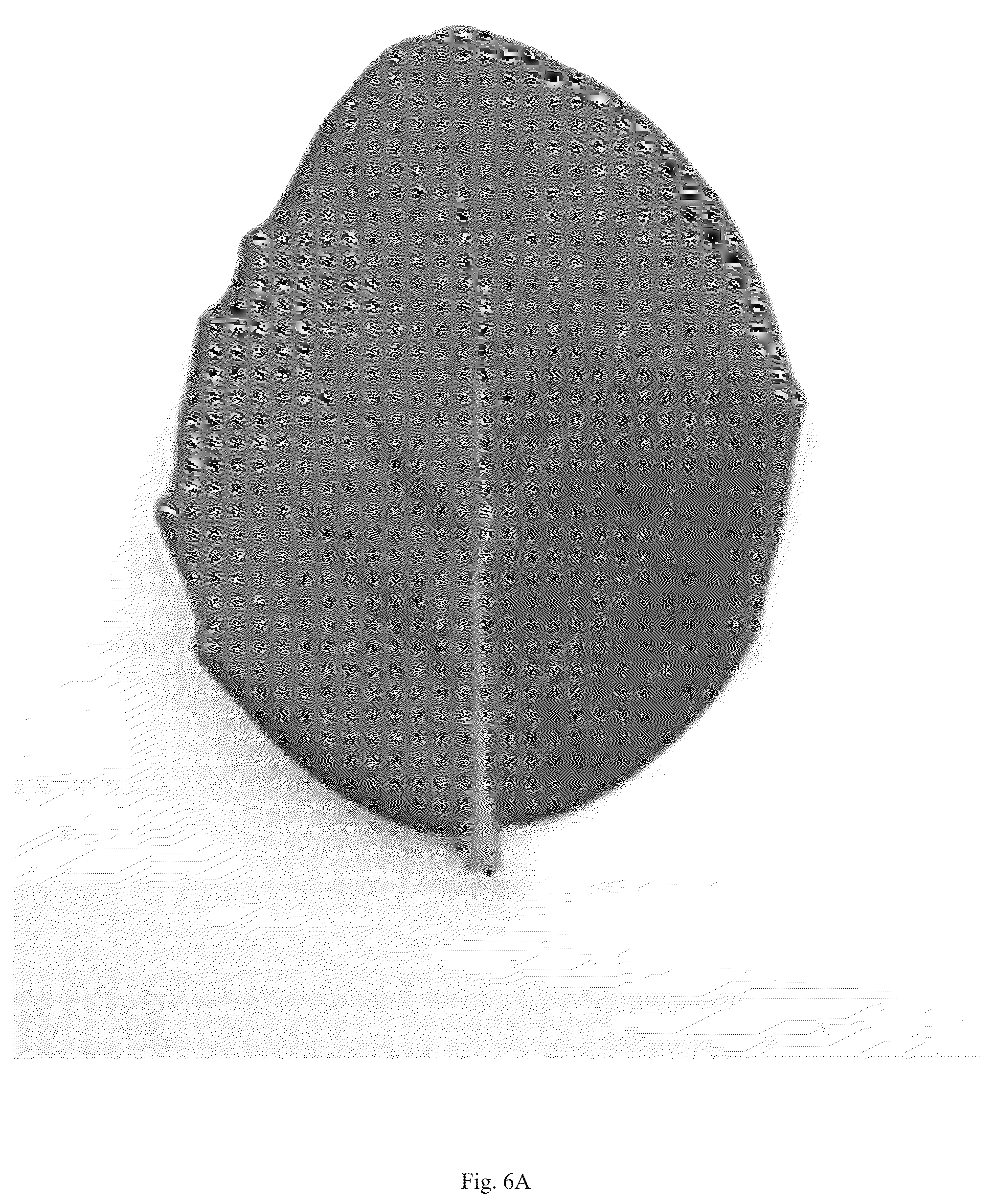 Patent USPP036823 Figure 12 – Quillaja saponaria plant named ‘DK-QSCB1348’
