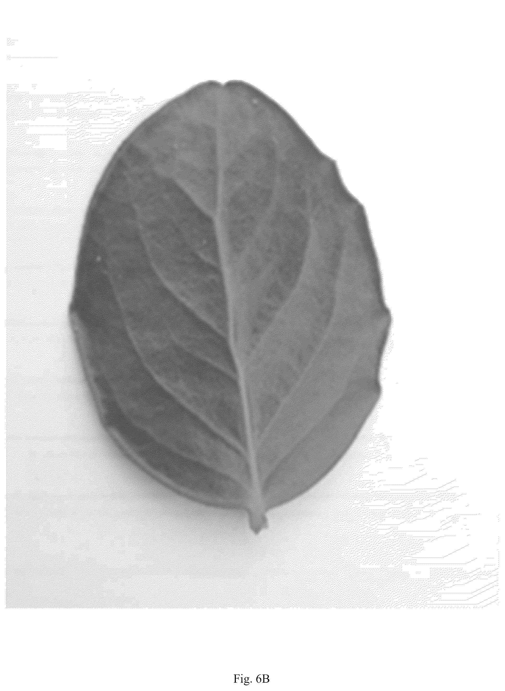 Patent USPP036823 Figure 13 – Quillaja saponaria plant named ‘DK-QSCB1348’