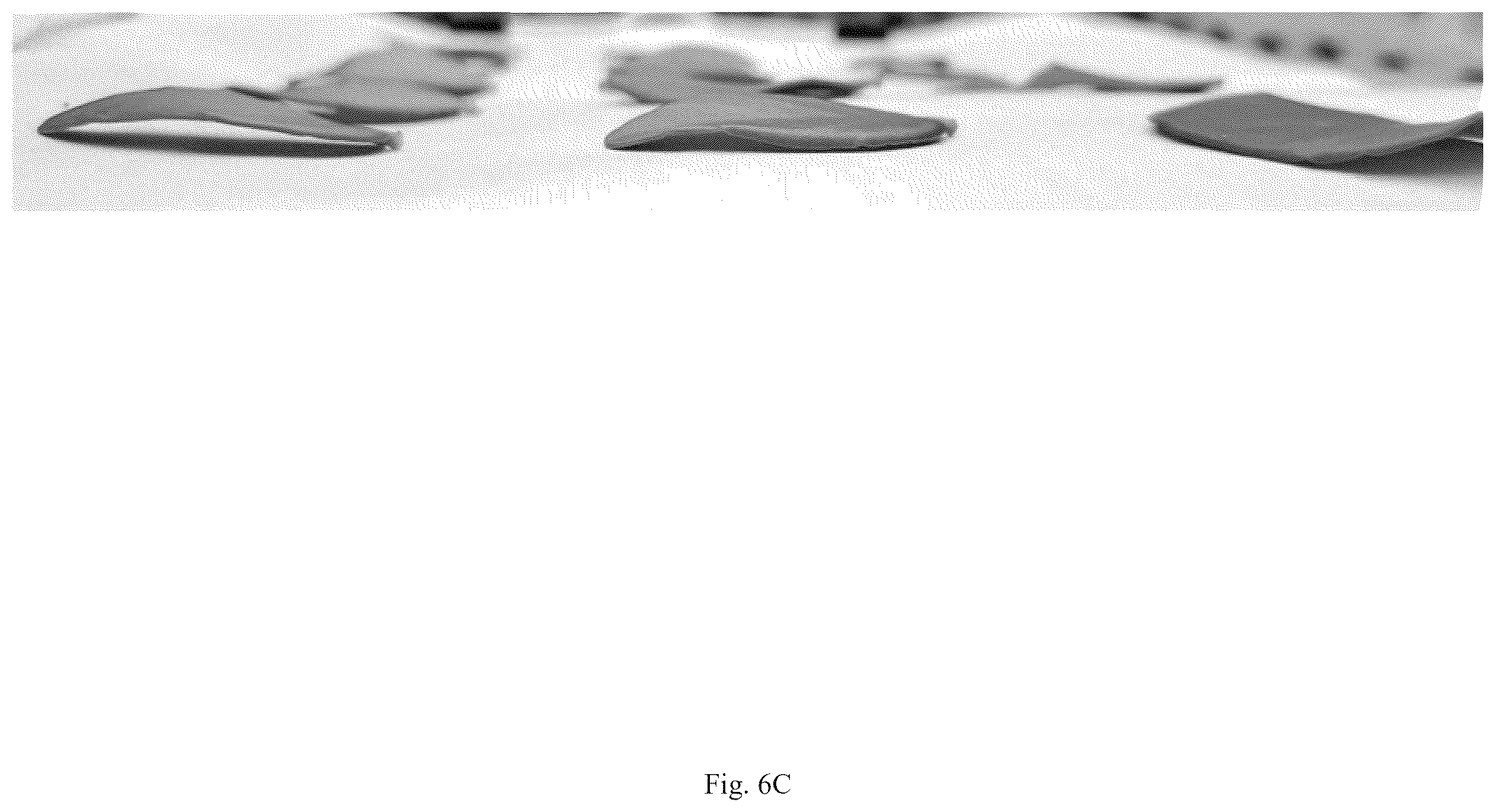 Patent USPP036823 Figure 14 – Quillaja saponaria plant named ‘DK-QSCB1348’