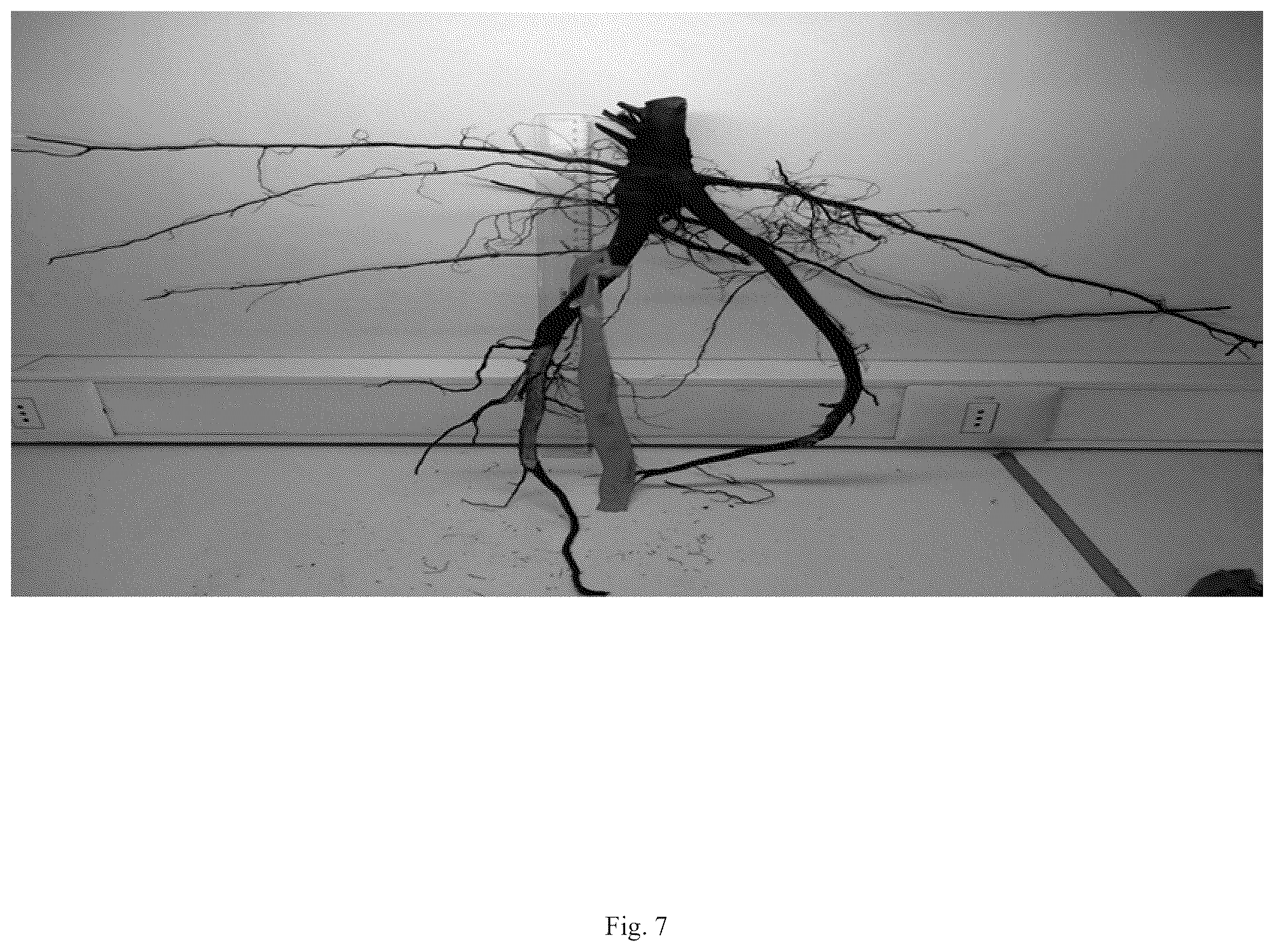 Patent USPP036823 Figure 15 – Quillaja saponaria plant named ‘DK-QSCB1348’