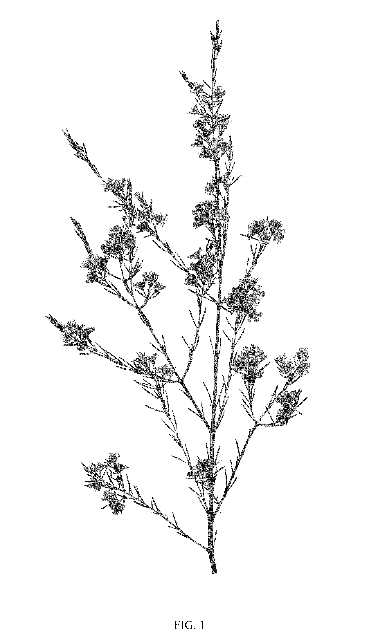 Patent USPP036824 Figure 1 – Chamelaucium plant named ‘DUAL STAR’