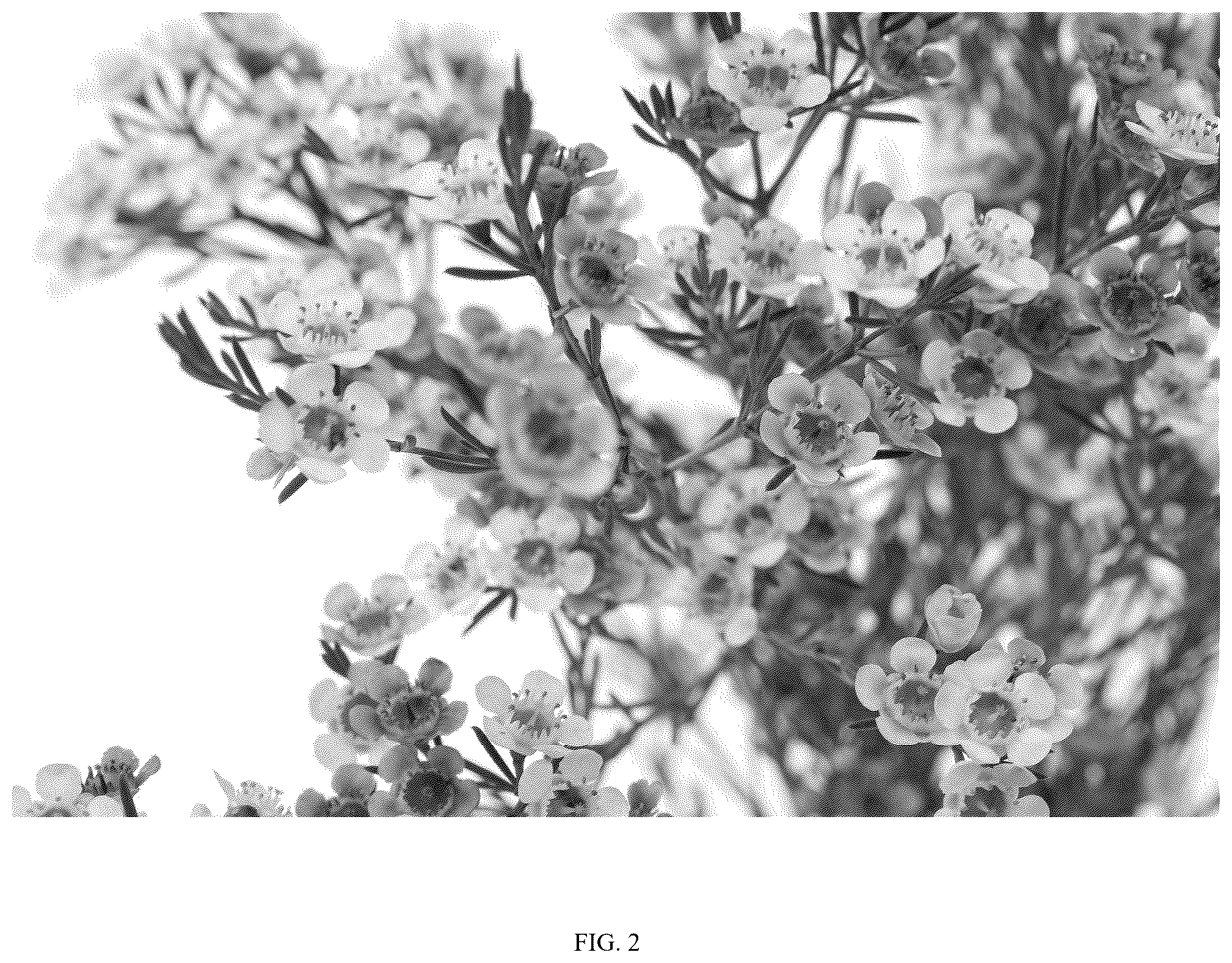 Patent USPP036824 Figure 2 – Chamelaucium plant named ‘DUAL STAR’