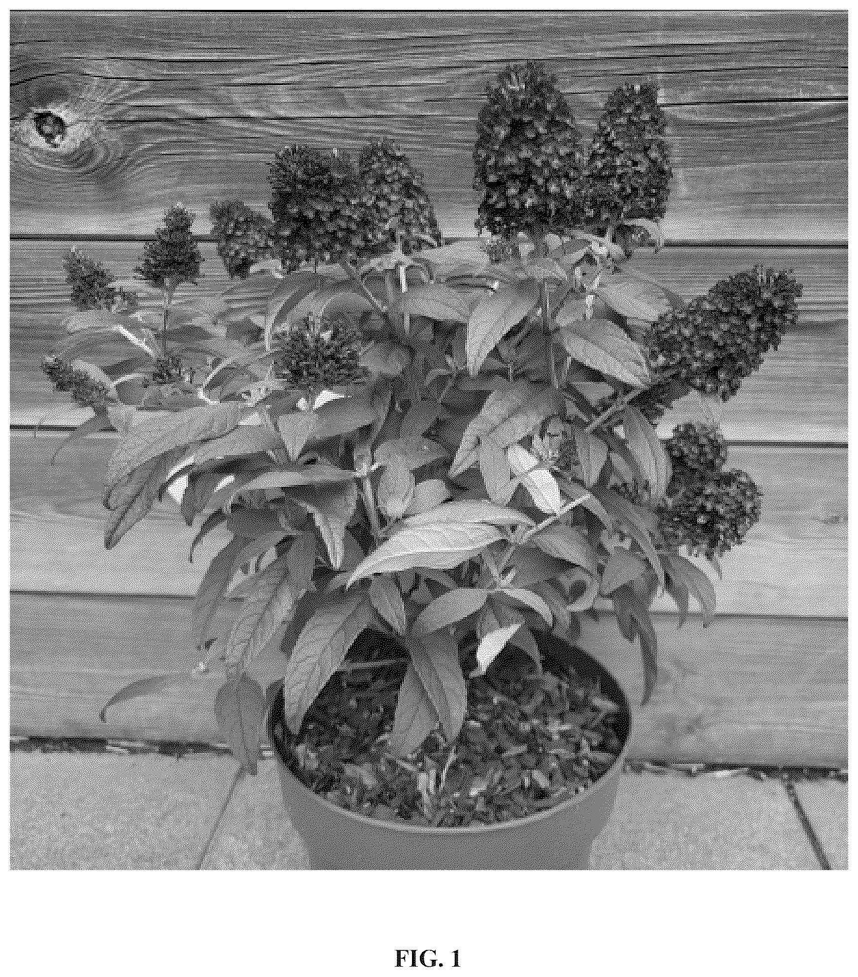 Patent USPP036825 Figure 1 – Buddleja plant named ‘Botex 010’