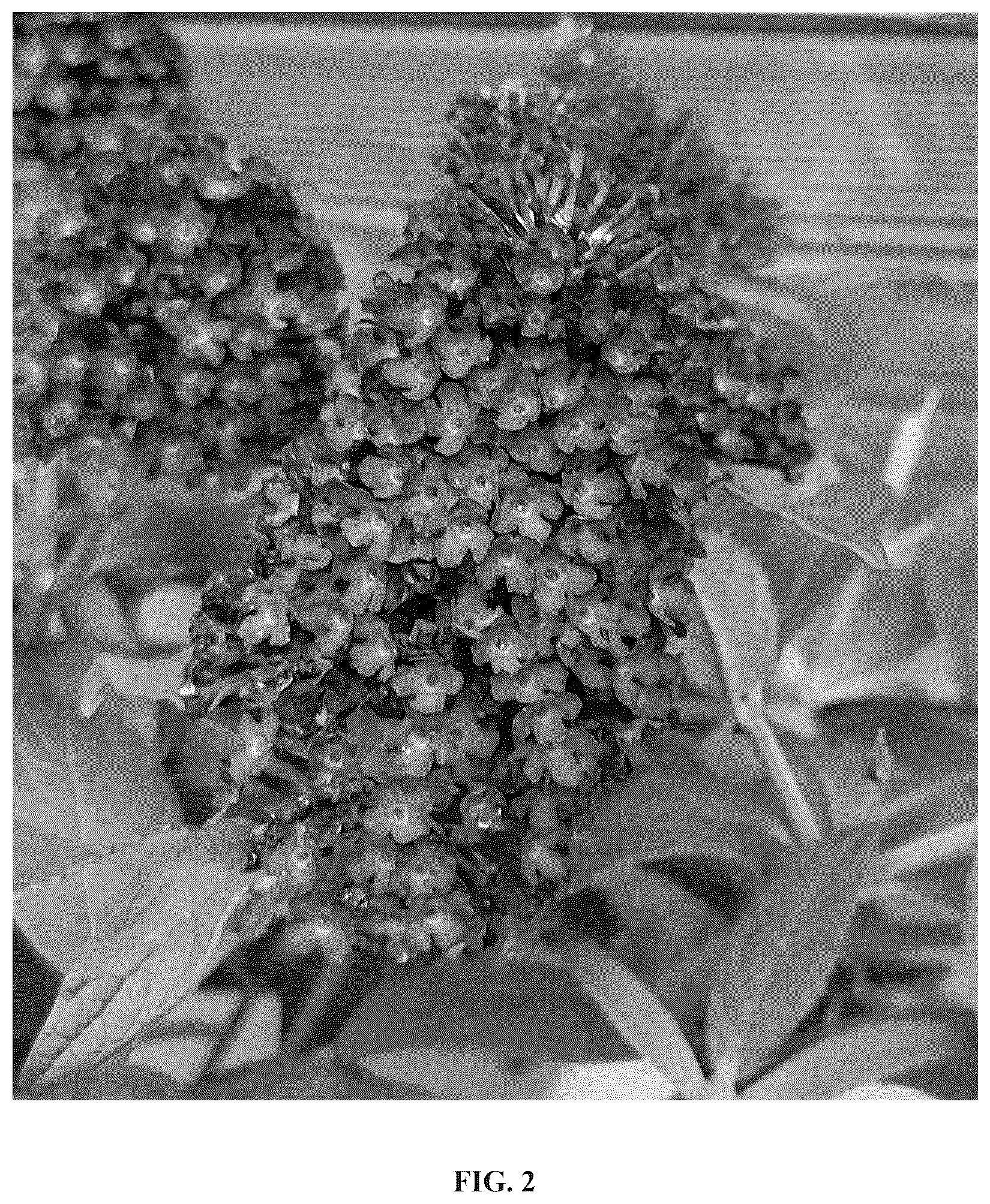 Patent USPP036825 Figure 2 – Buddleja plant named ‘Botex 010’