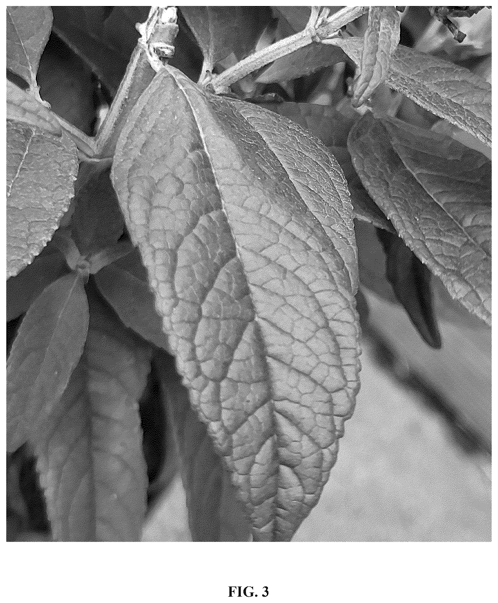 Patent USPP036825 Figure 3 – Buddleja plant named ‘Botex 010’