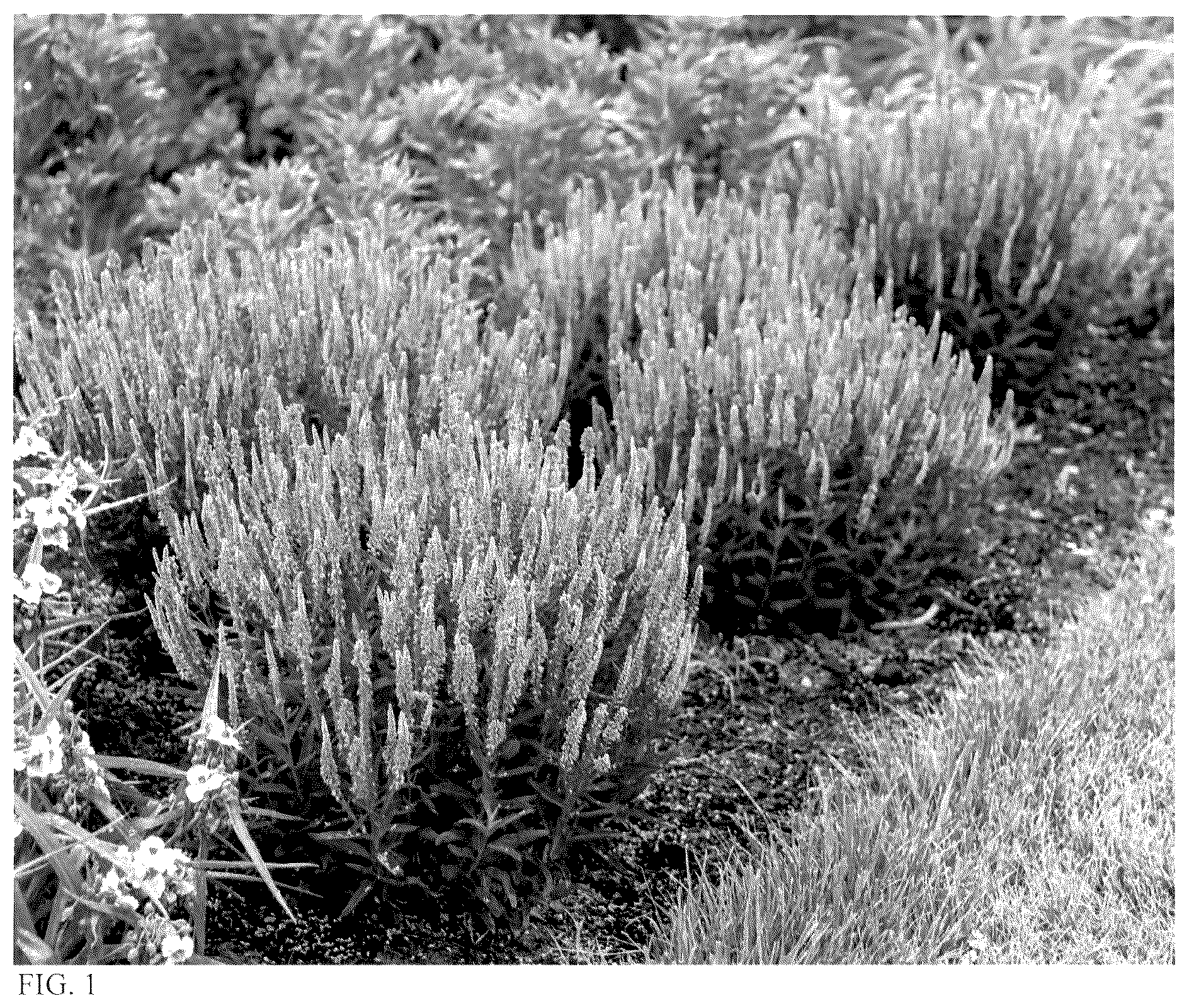 Patent USPP036826 Figure 1 – Veronica plant named ‘Da Vinci Delight’