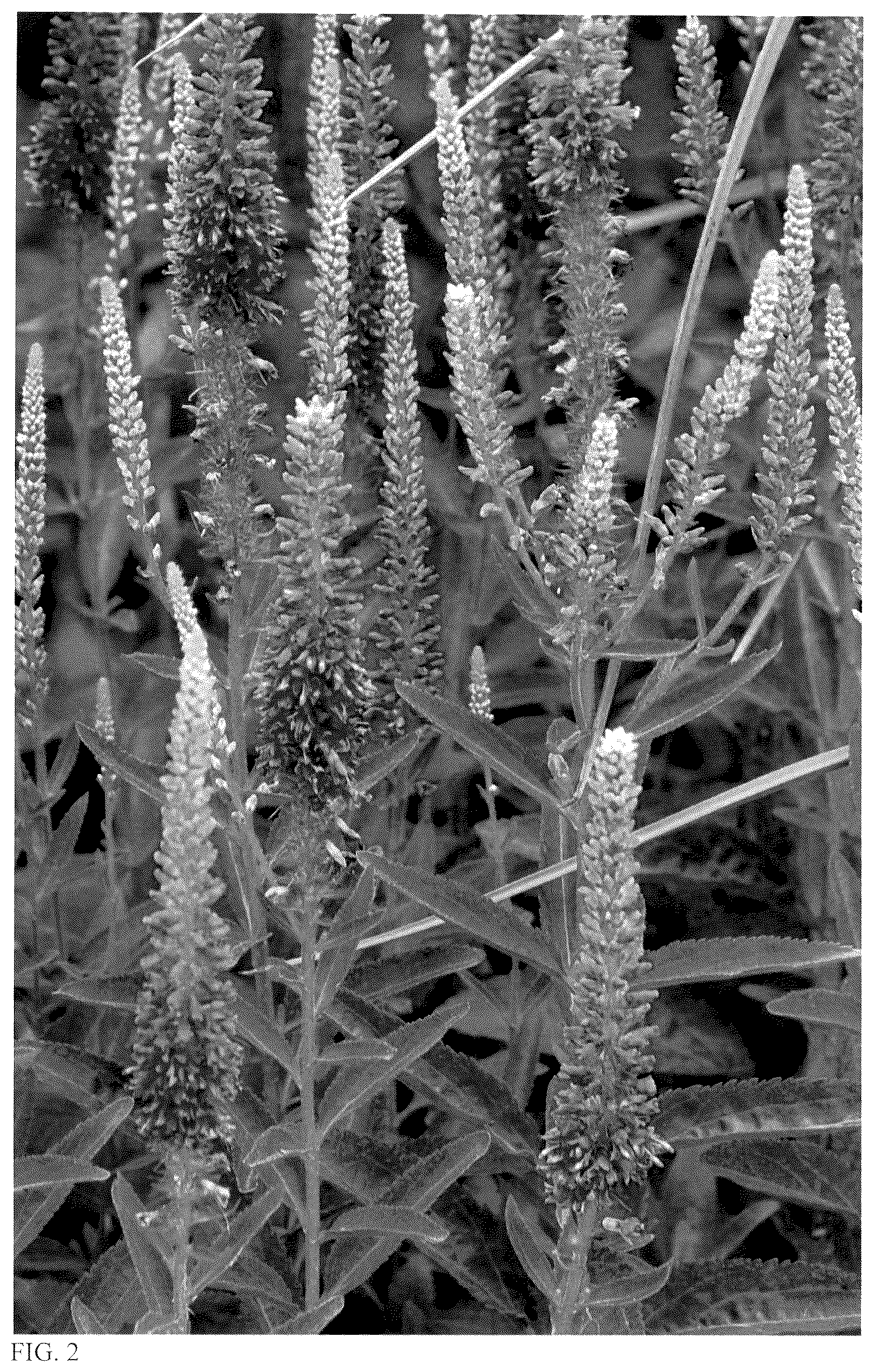 Patent USPP036826 Figure 2 – Veronica plant named ‘Da Vinci Delight’