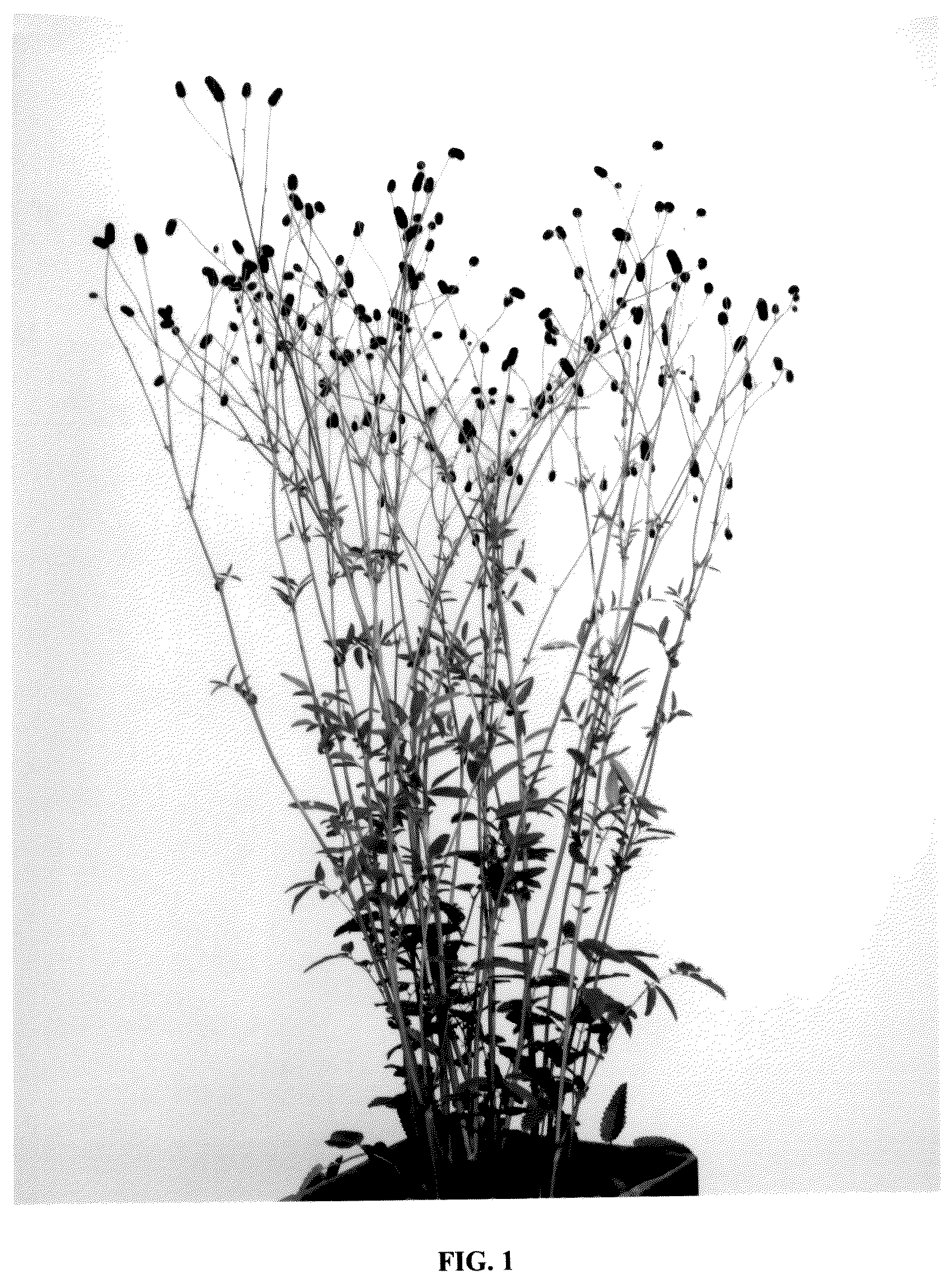 Patent USPP036827 Figure 1 – Sanguisorba plant named ‘Black Dream Select’