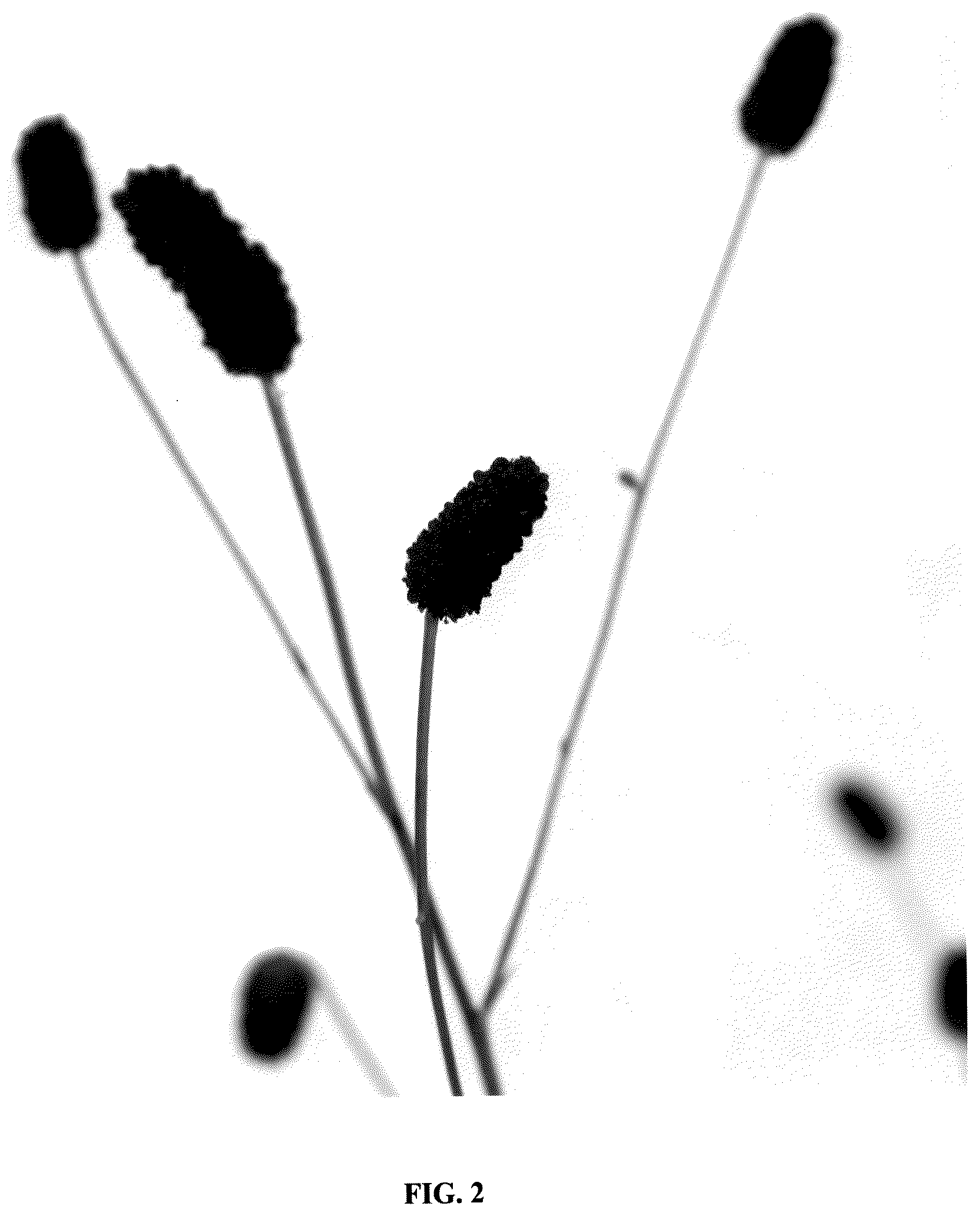 Patent USPP036827 Figure 2 – Sanguisorba plant named ‘Black Dream Select’