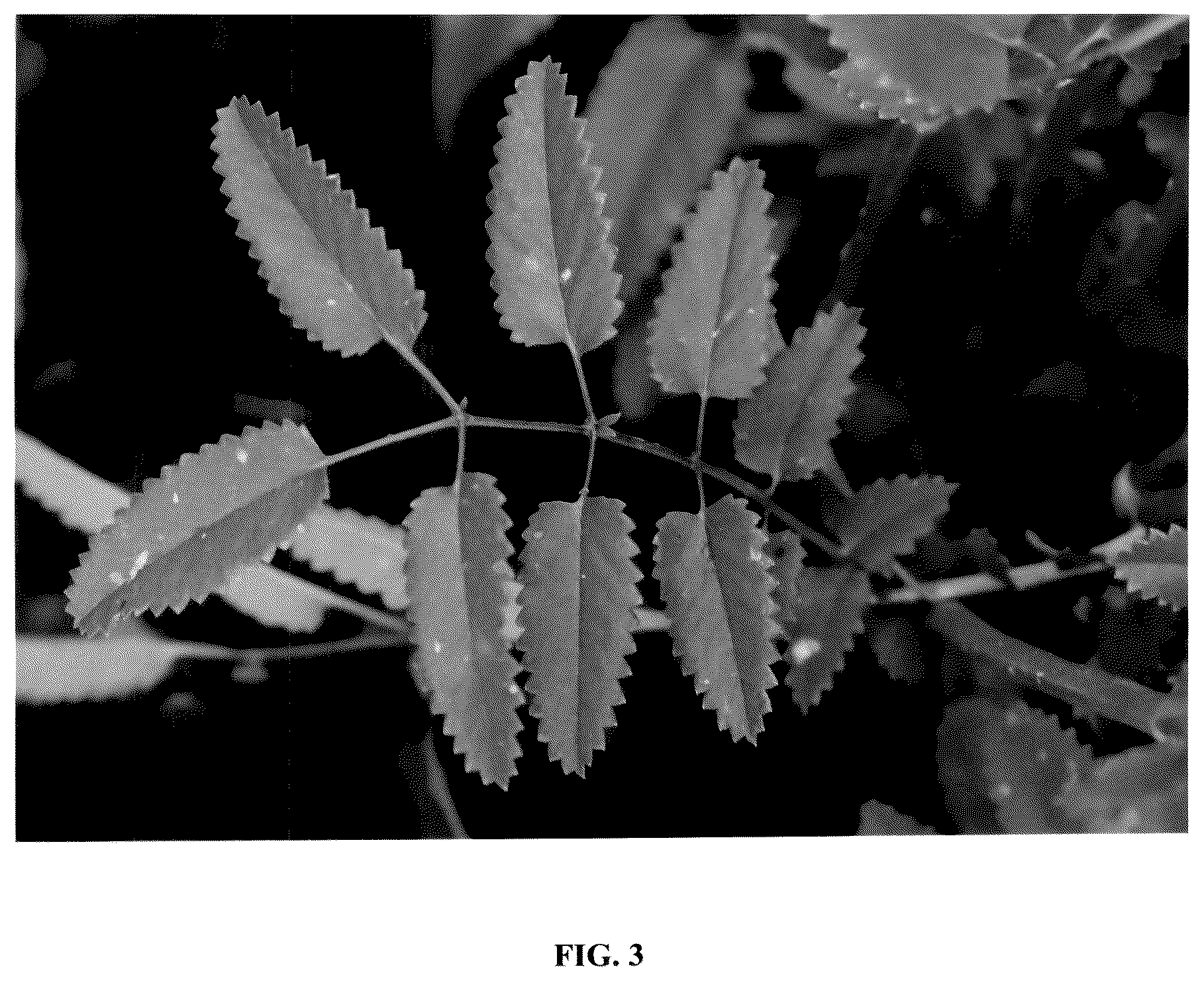 Patent USPP036827 Figure 3 – Sanguisorba plant named ‘Black Dream Select’