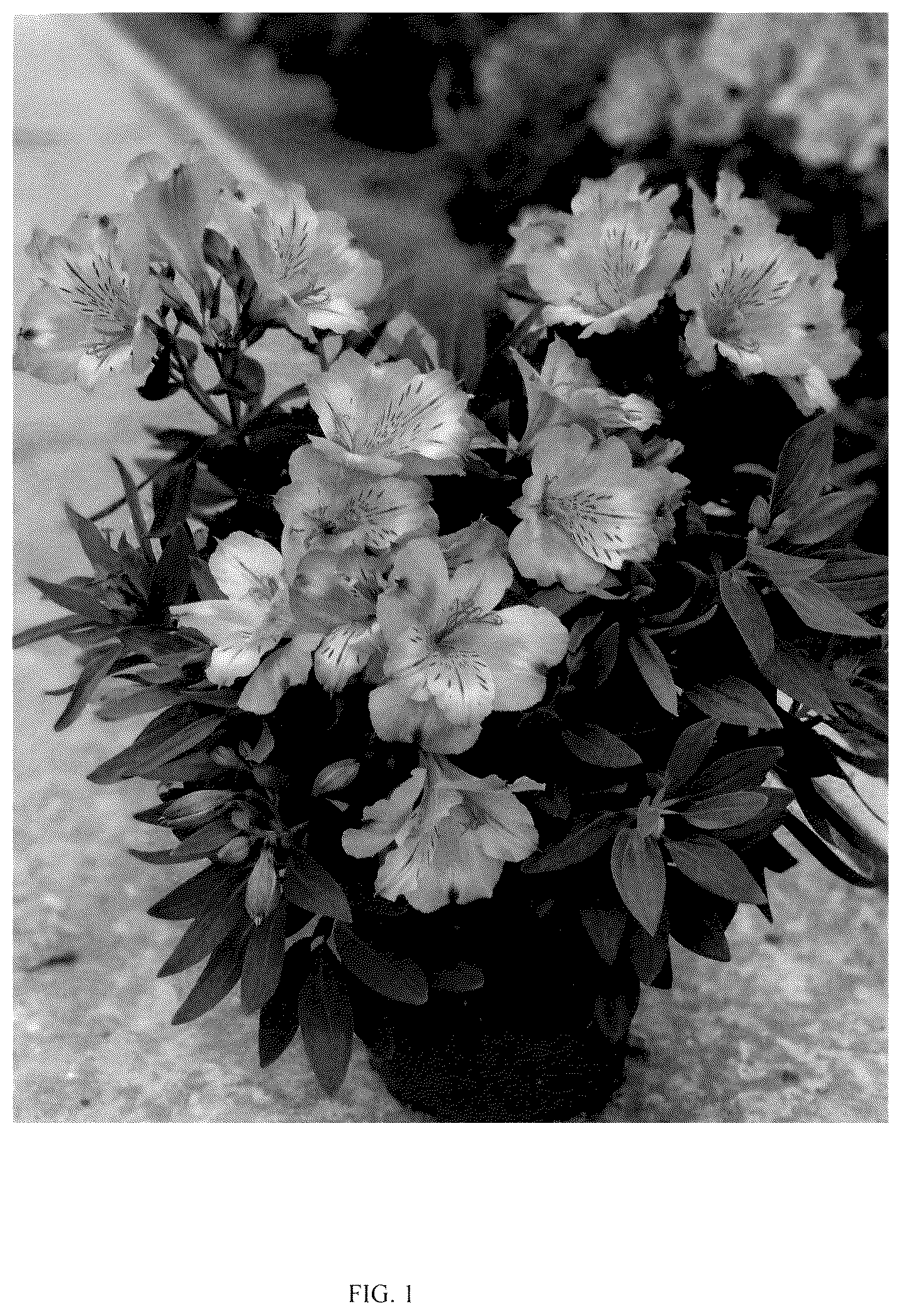 Patent USPP036828 Figure 1 – Alstroemeria plant named ‘Turcal139’