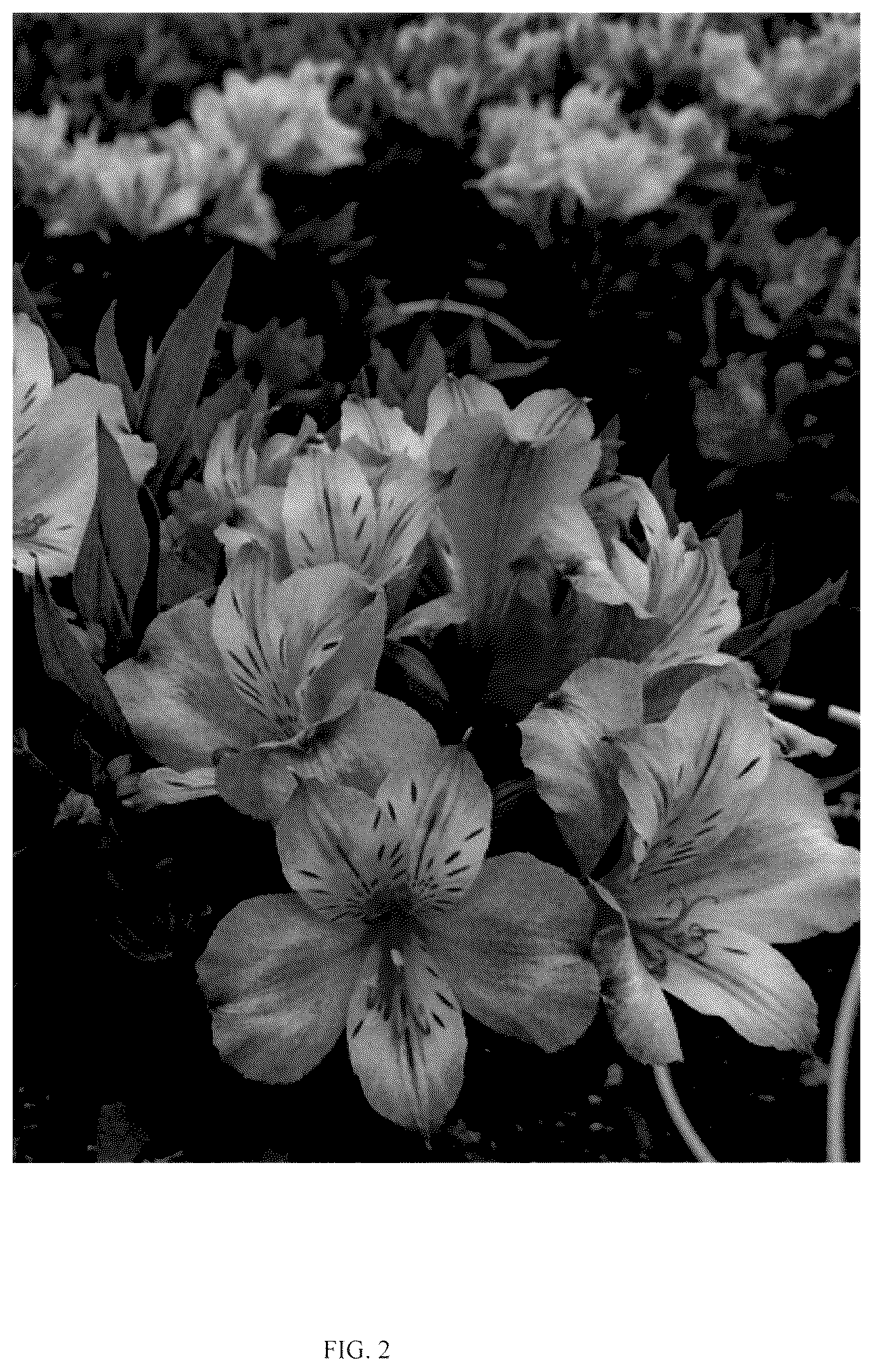 Patent USPP036828 Figure 2 – Alstroemeria plant named ‘Turcal139’