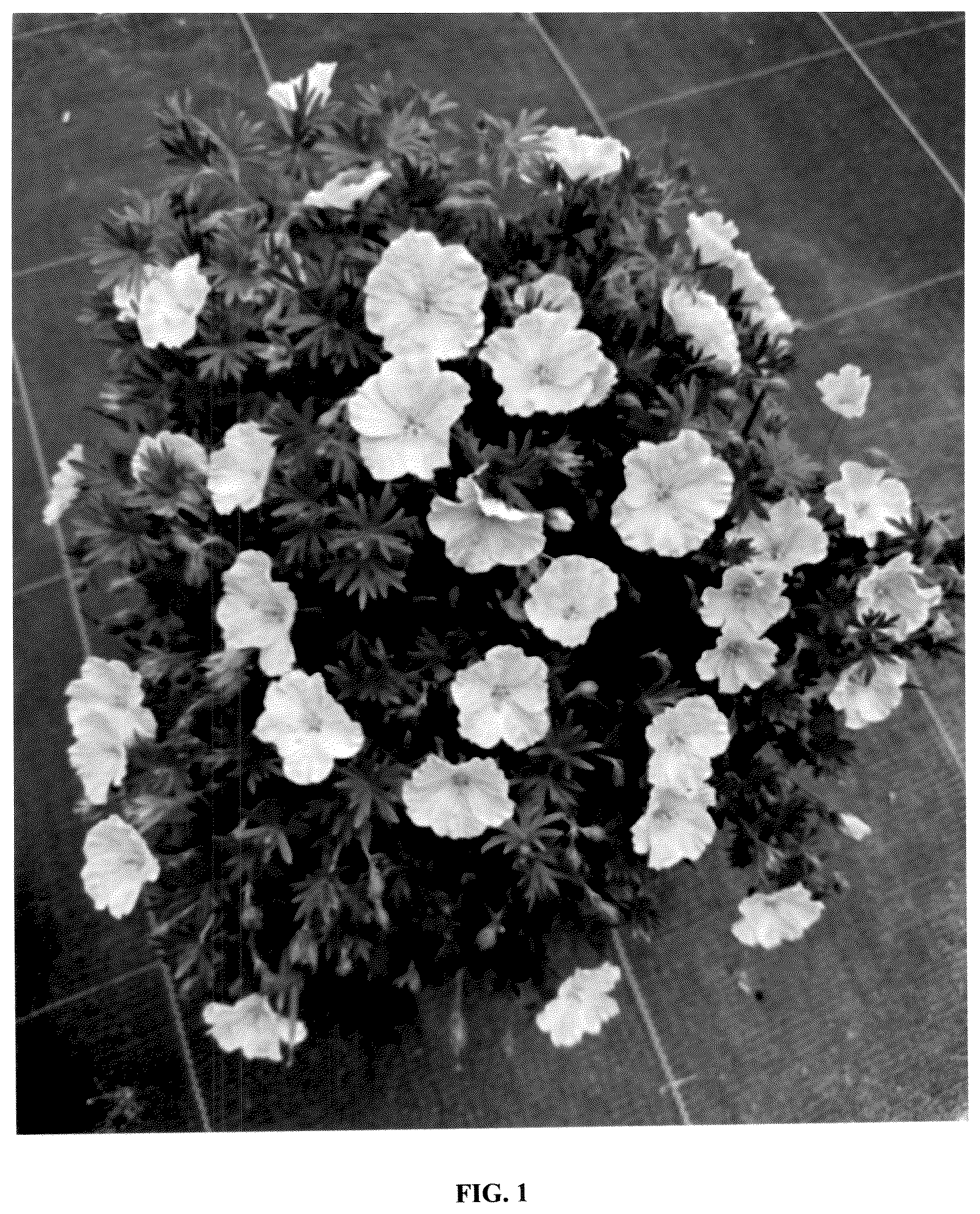 Patent USPP036829 Figure 1 – Geranium plant named ‘MVNG1811’