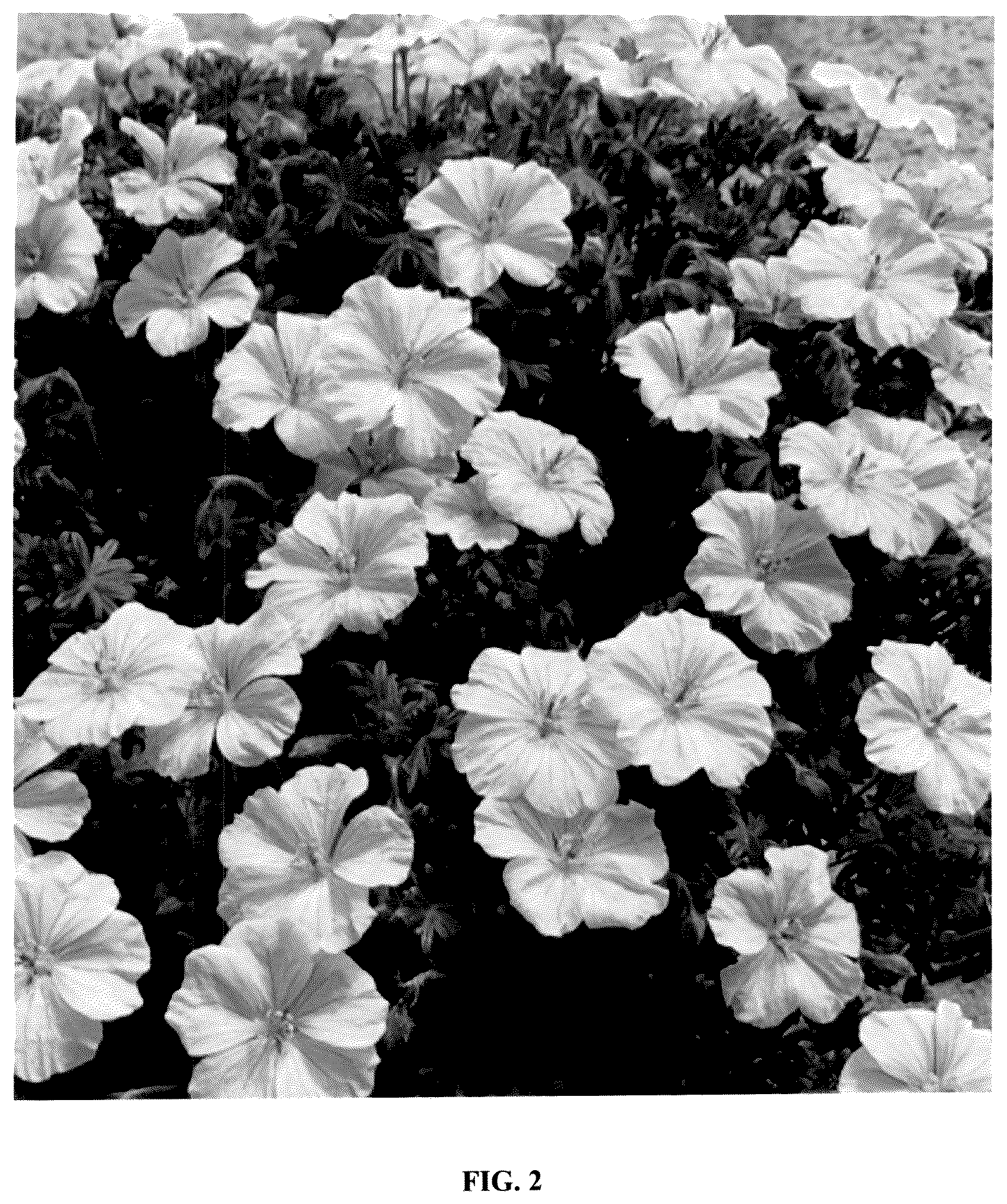 Patent USPP036829 Figure 2 – Geranium plant named ‘MVNG1811’
