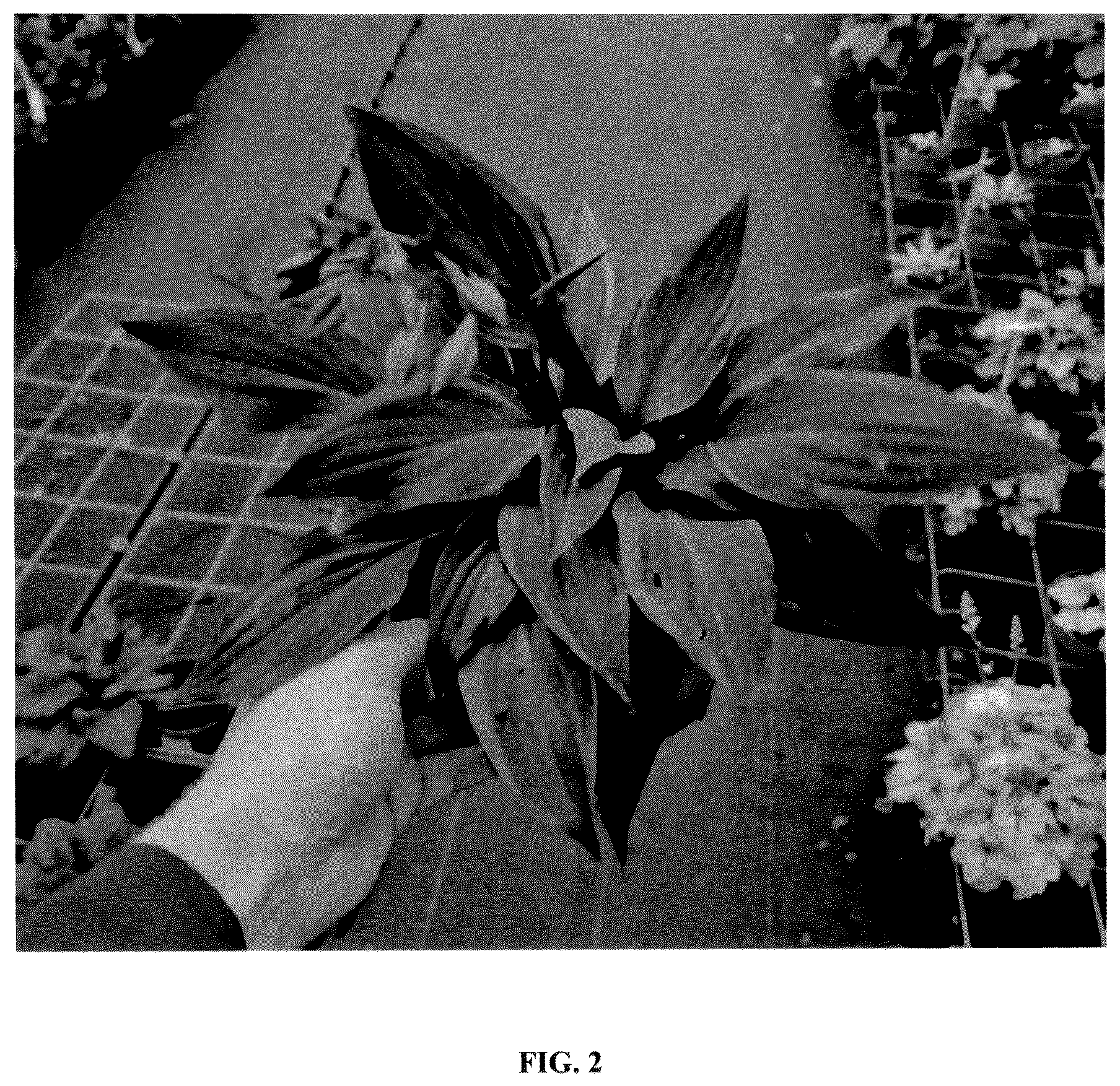 Patent USPP036830 Figure 2 – Hosta plant named ‘NK2021’
