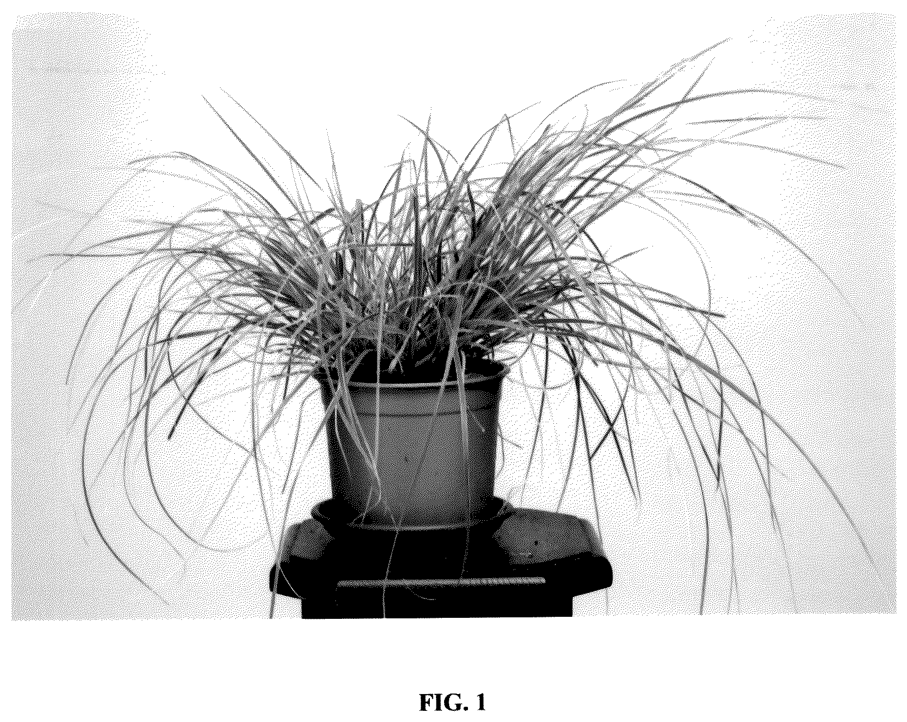 Patent USPP036831 Figure 1 – Cortaderia plant named ‘Day3’