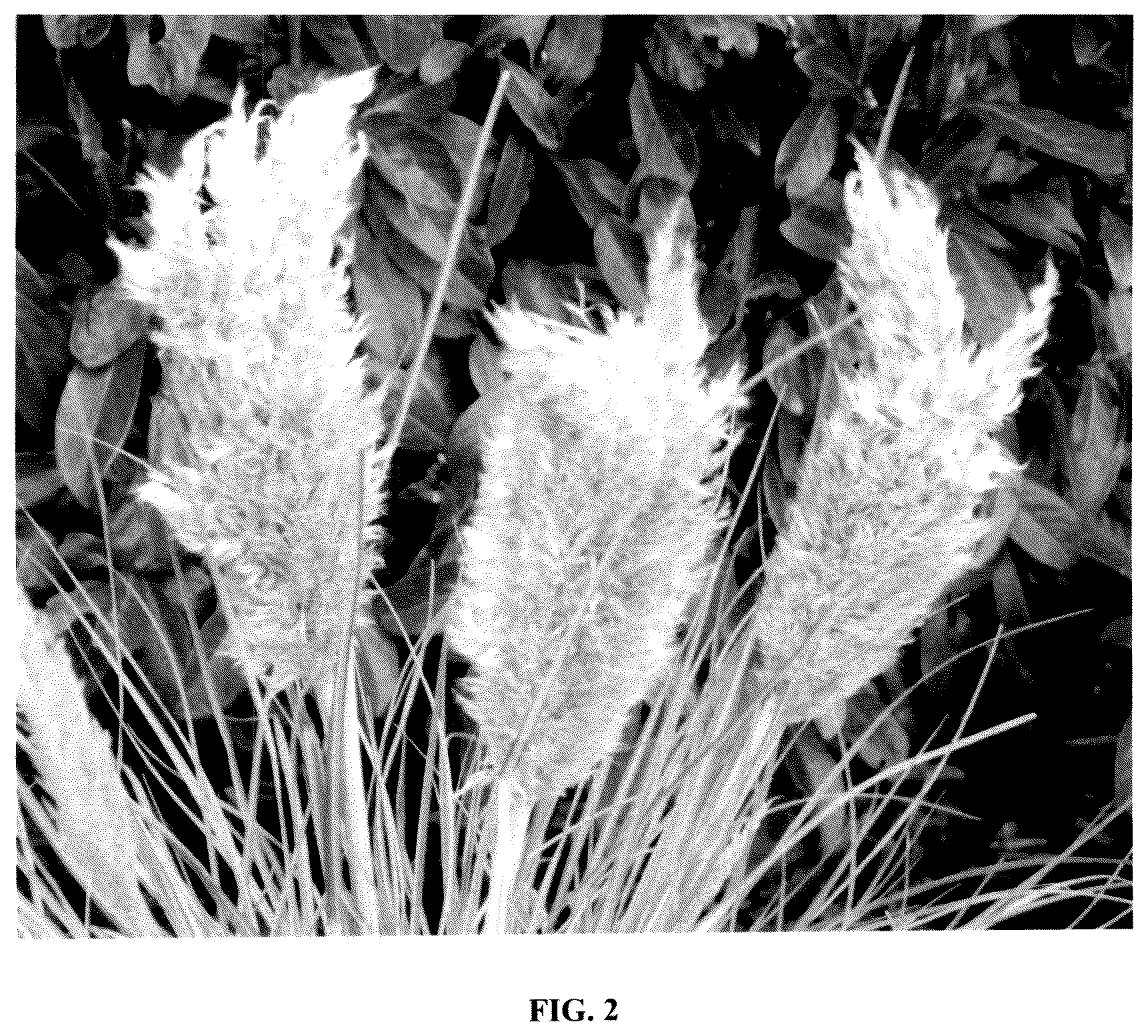 Patent USPP036831 Figure 2 – Cortaderia plant named ‘Day3’